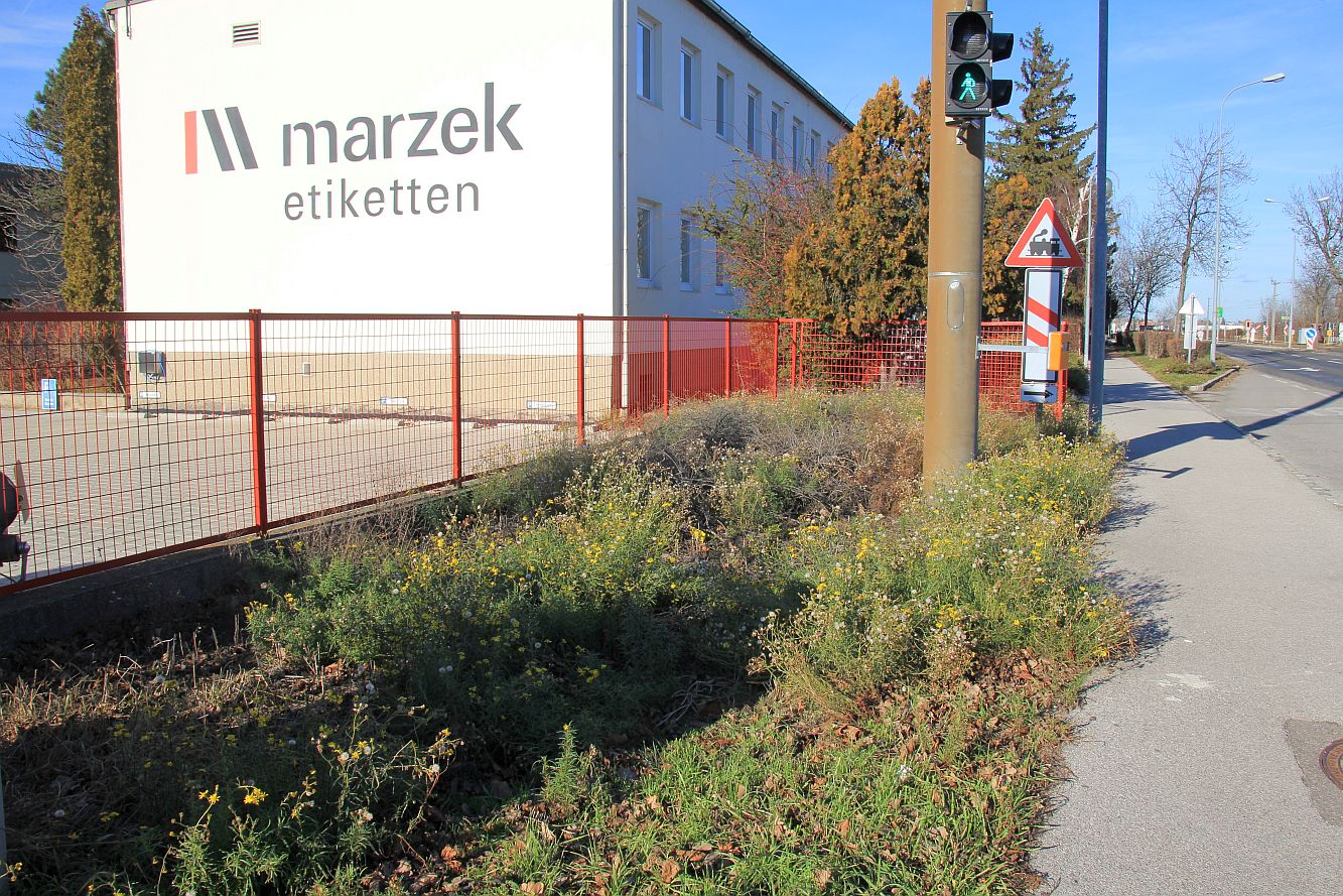 Senecio inaequidens Moellersdorf_20200201_02.jpg