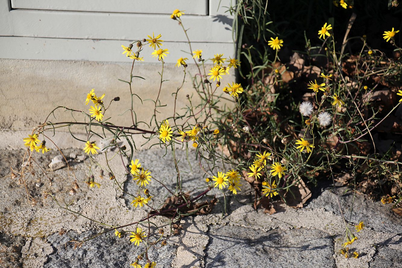 Senecio inaequidens Moellersdorf_20200201_04.jpg