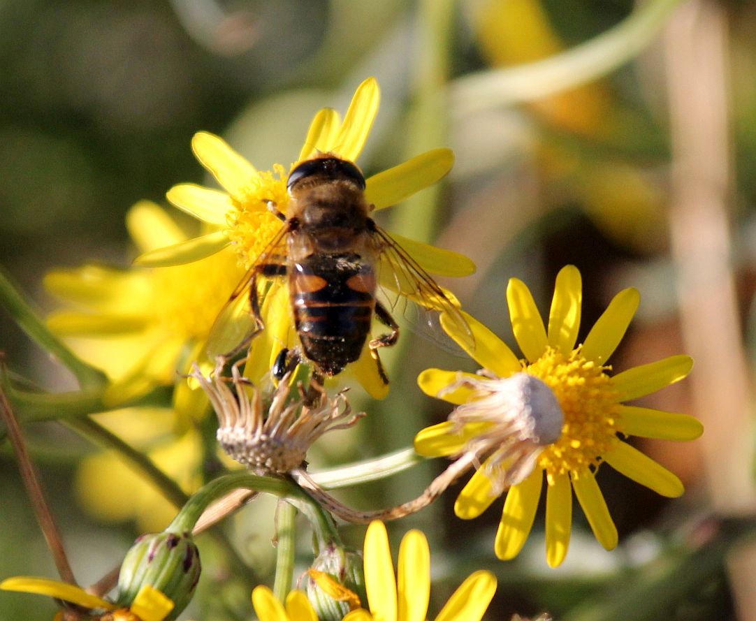 Senecio inaequidens Moellersdorf_20200201_25.jpg
