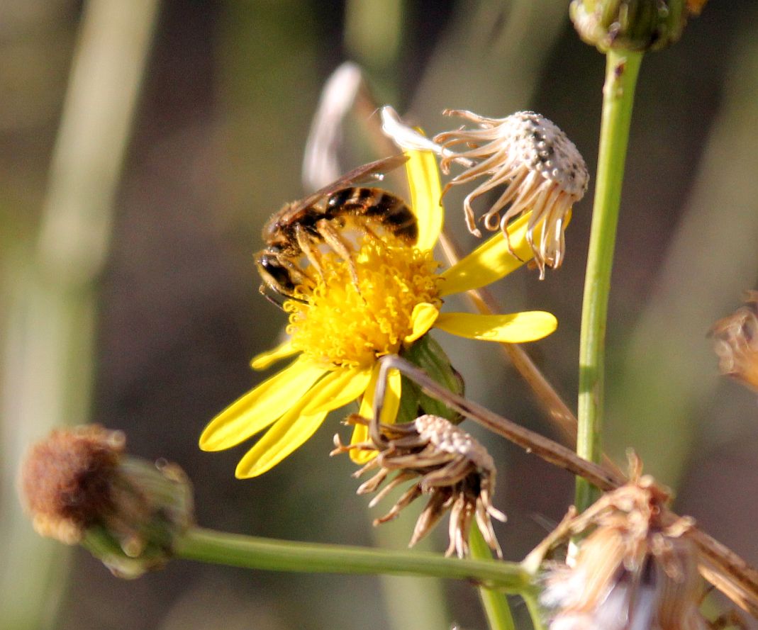 Senecio inaequidens Moellersdorf_20200201_42.jpg