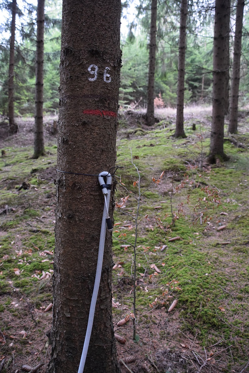 Gföhler-29022020-(66) - Weg E - verkabelter Baum.JPG