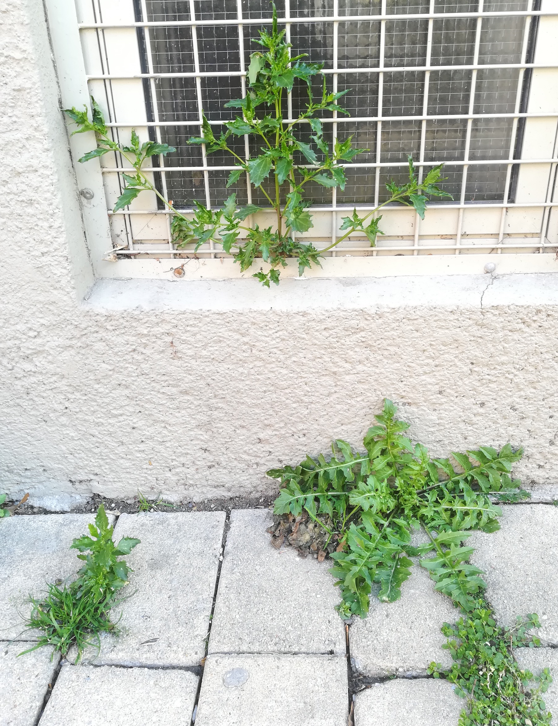 chenopodium murale bacherplatz_20200302_145911.jpg
