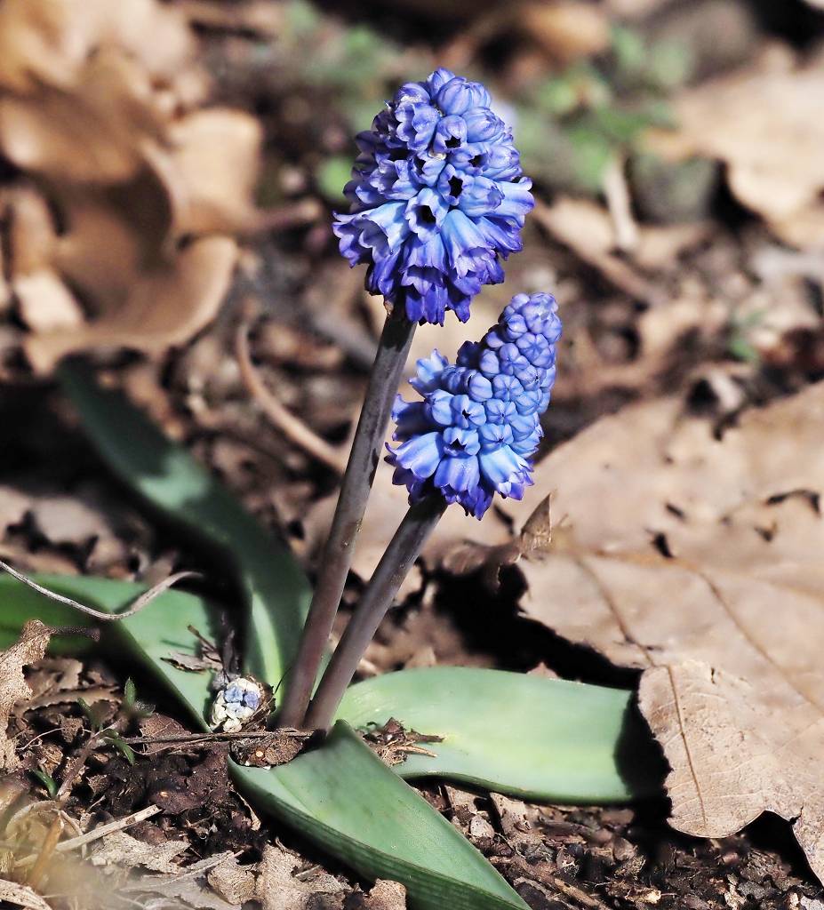 k-Muscari azureum II.JPG