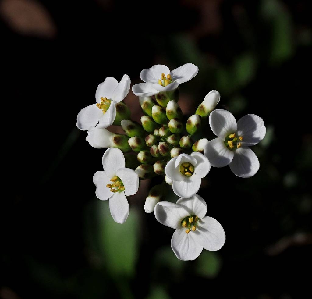 k-Thlaspi montanum.JPG