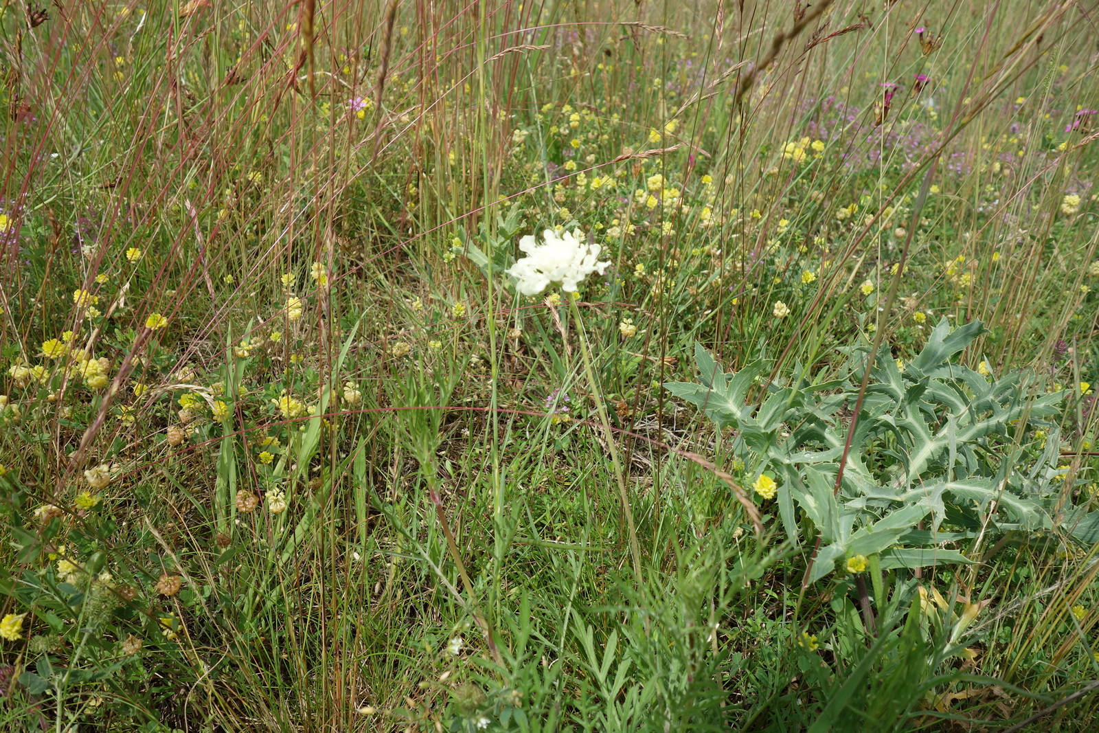 Knautia kitaibelii_Lassee_ND Weingarten_20160602.JPG