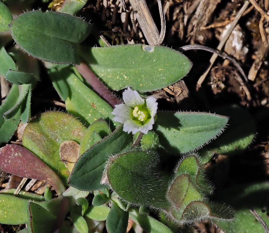 k-Holosteum u. var. parceglandulosum.JPG