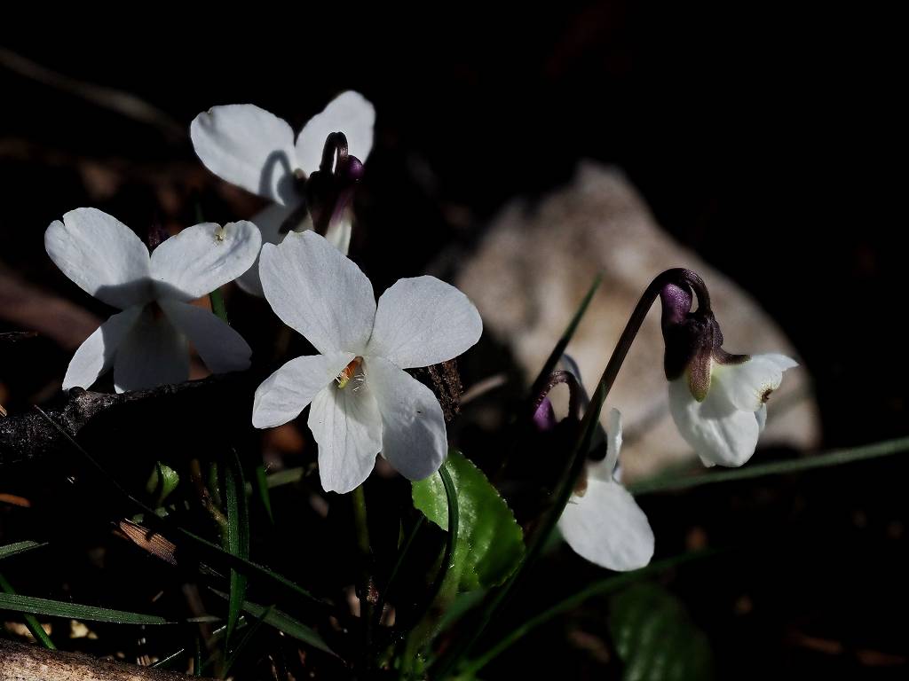 k-Viola alba.JPG