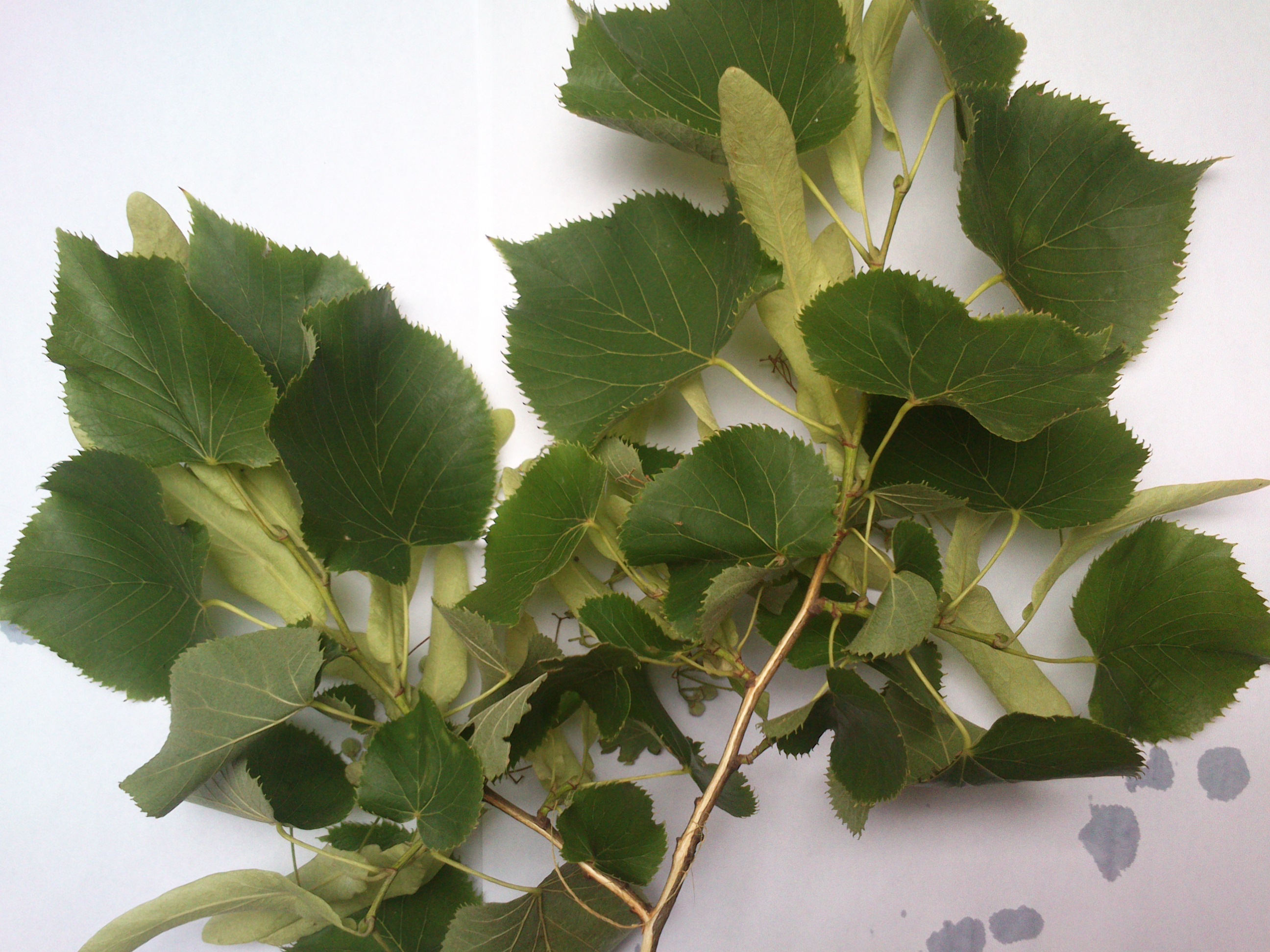 tilia cf. euchlora fischamend_0009.jpg