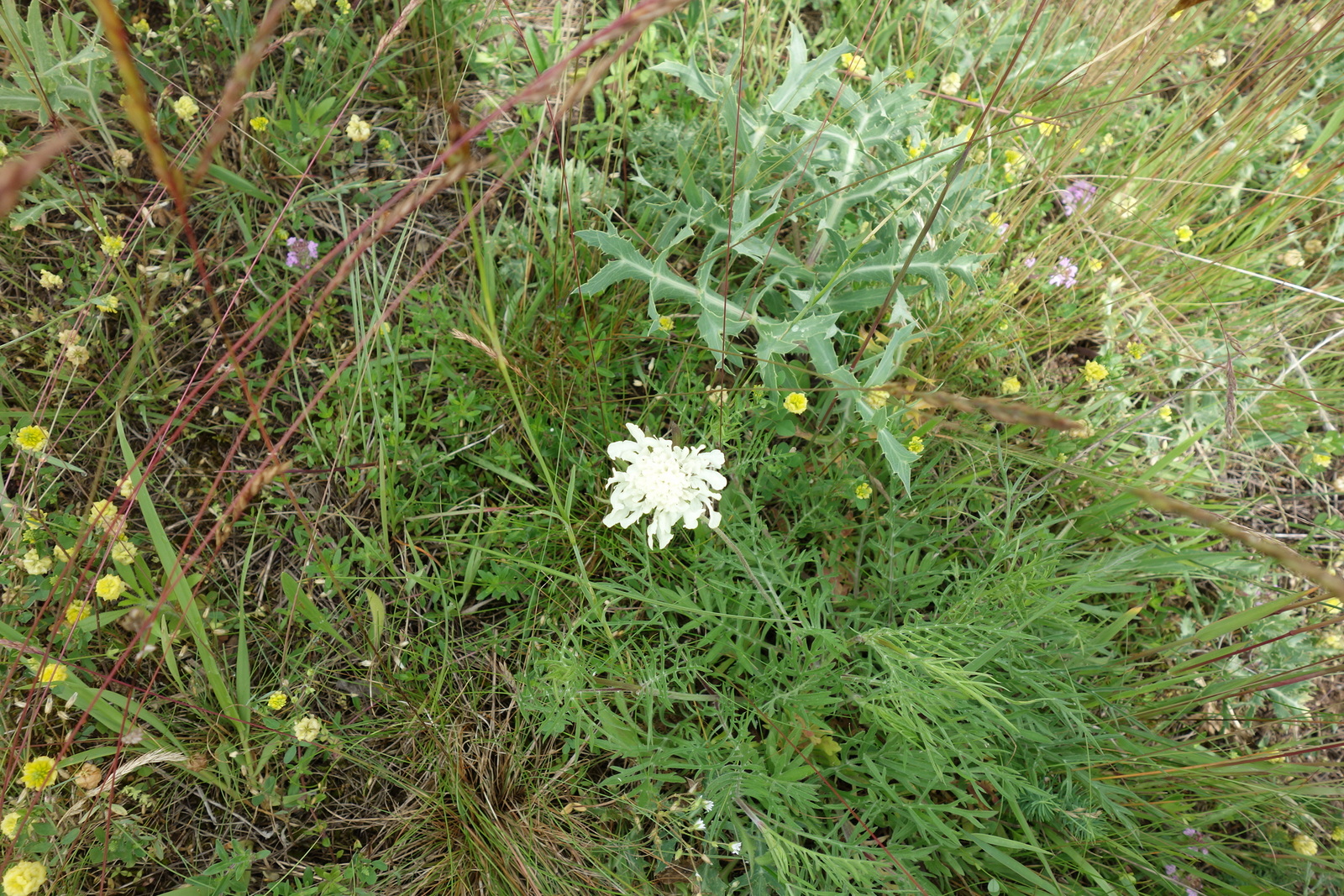 Knautia kitaibelii_Lassee_ND Weingarten_20160602-001.JPG