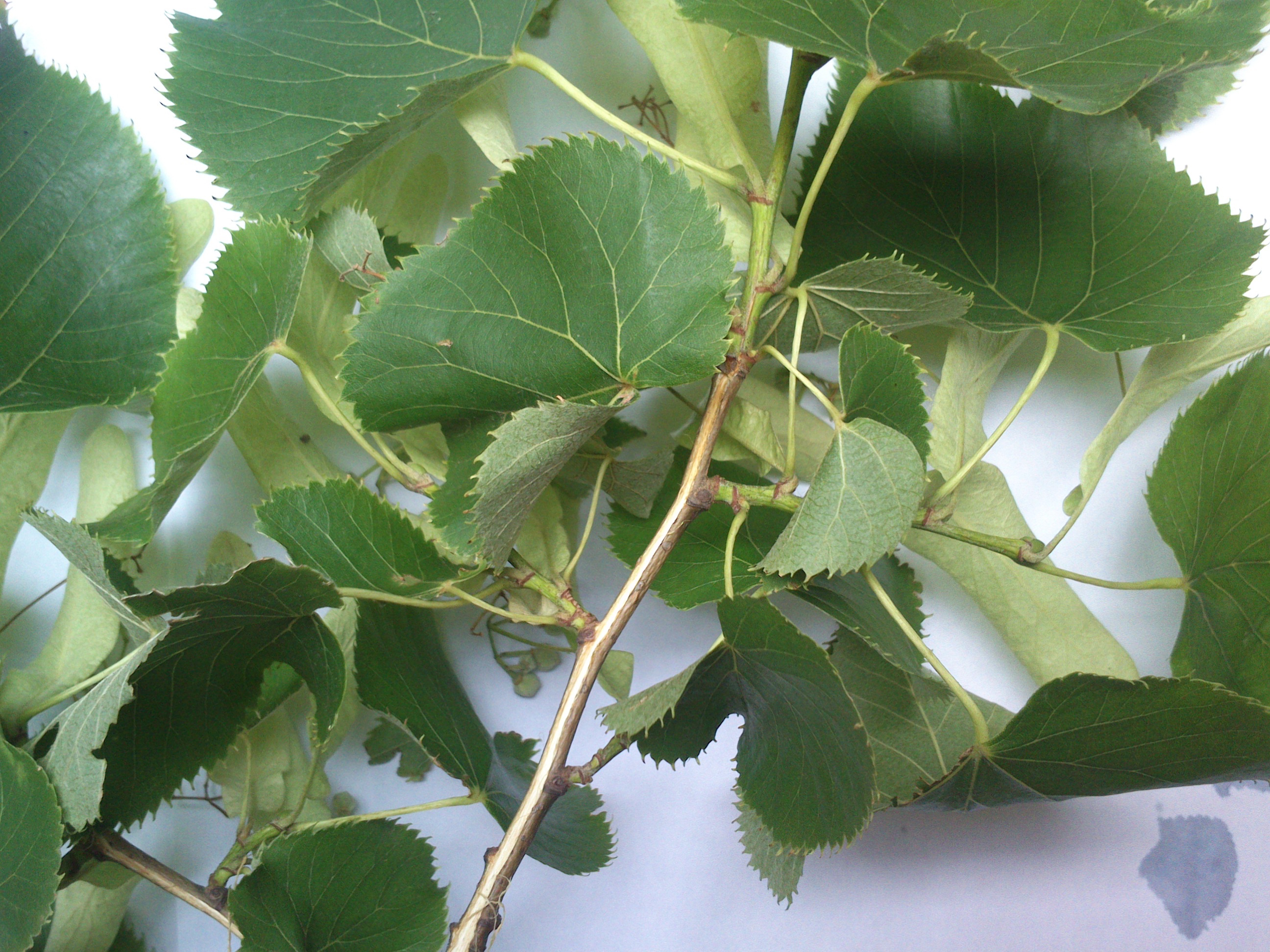 tilia cf. euchlora fischamend_0010.jpg