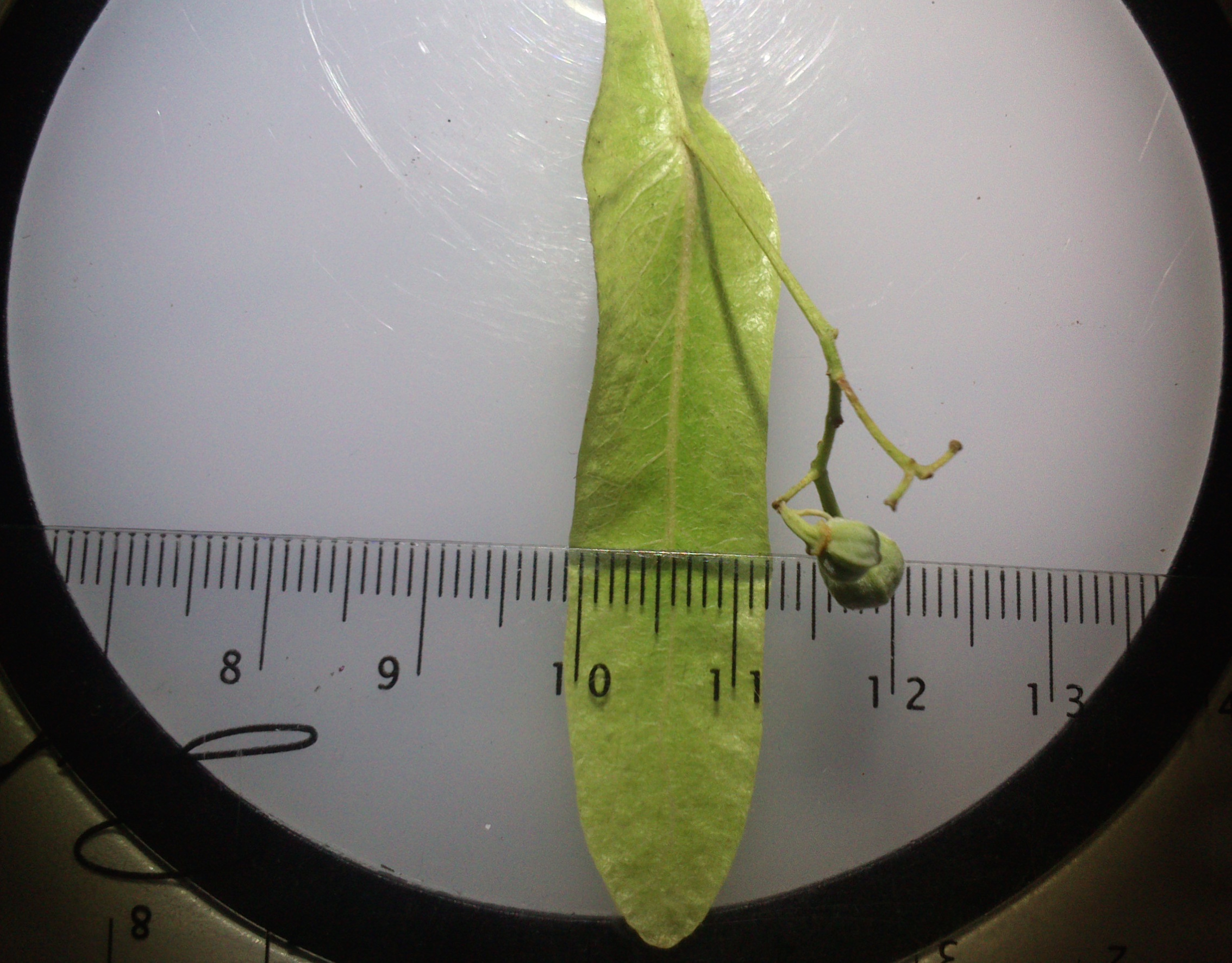 tilia cf. euchlora fischamend_0012.jpg