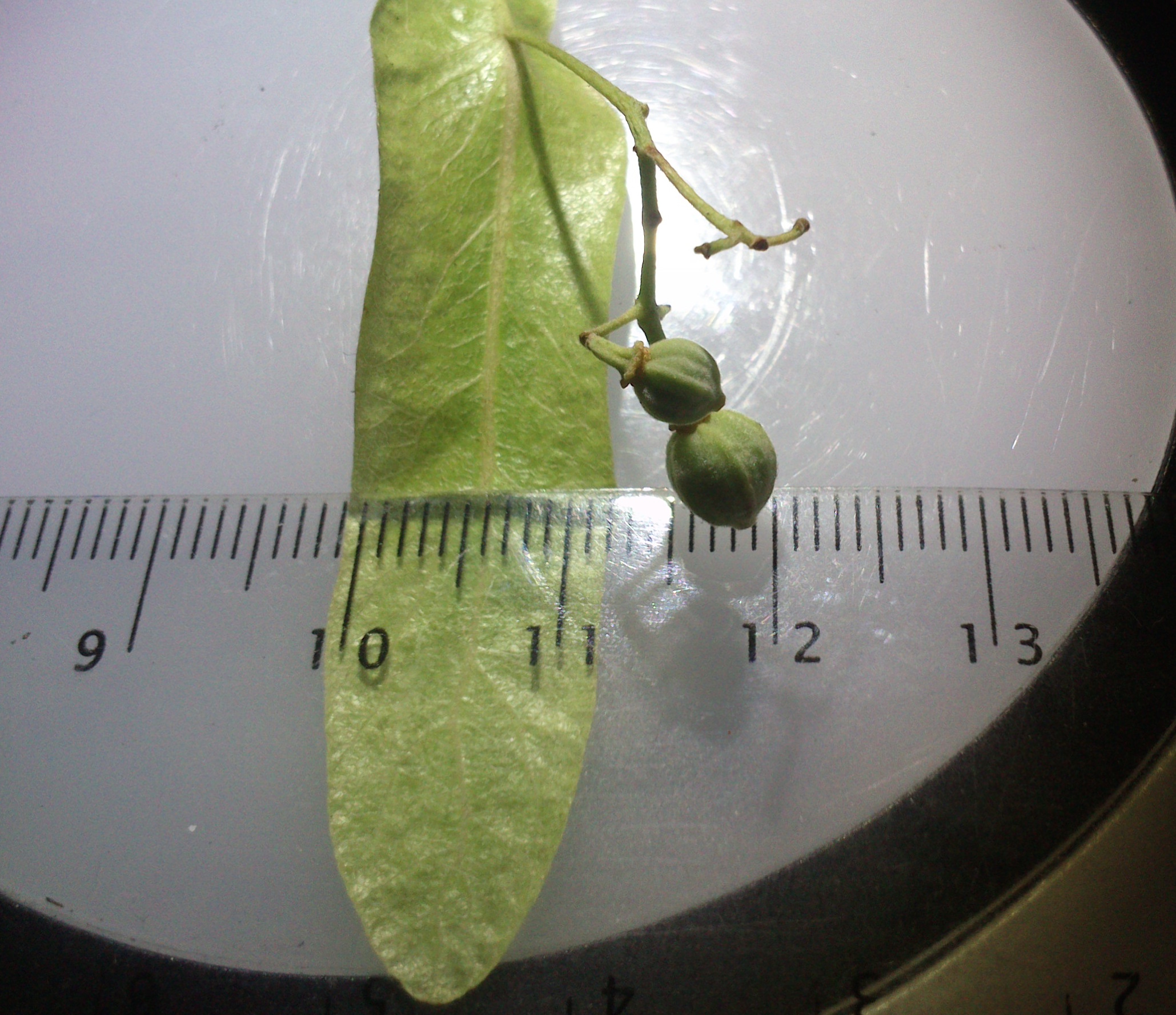 tilia cf. euchlora fischamend_0016.jpg