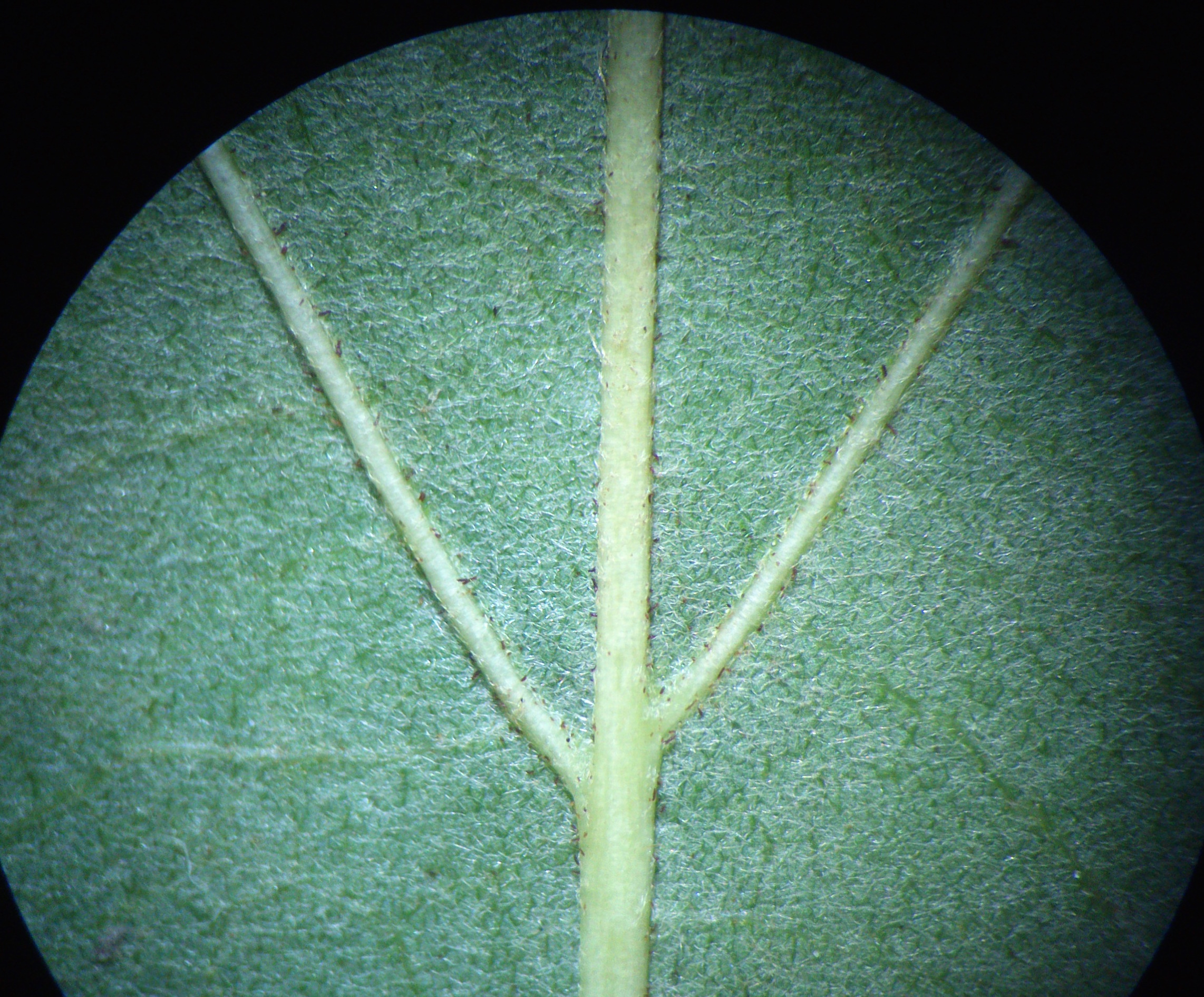 tilia cf. euchlora fischamend_0022.jpg