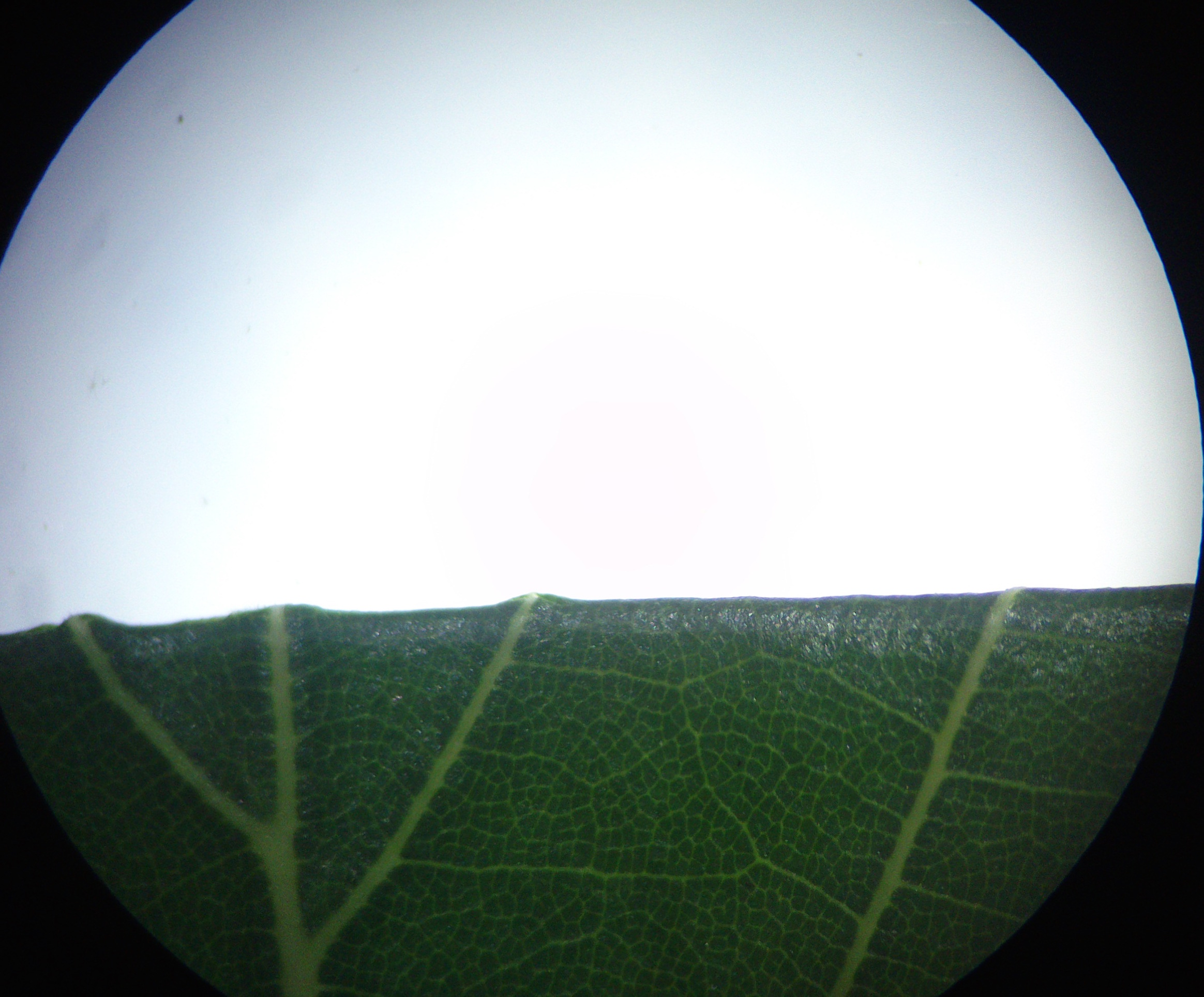 tilia cf. euchlora fischamend_0026.jpg