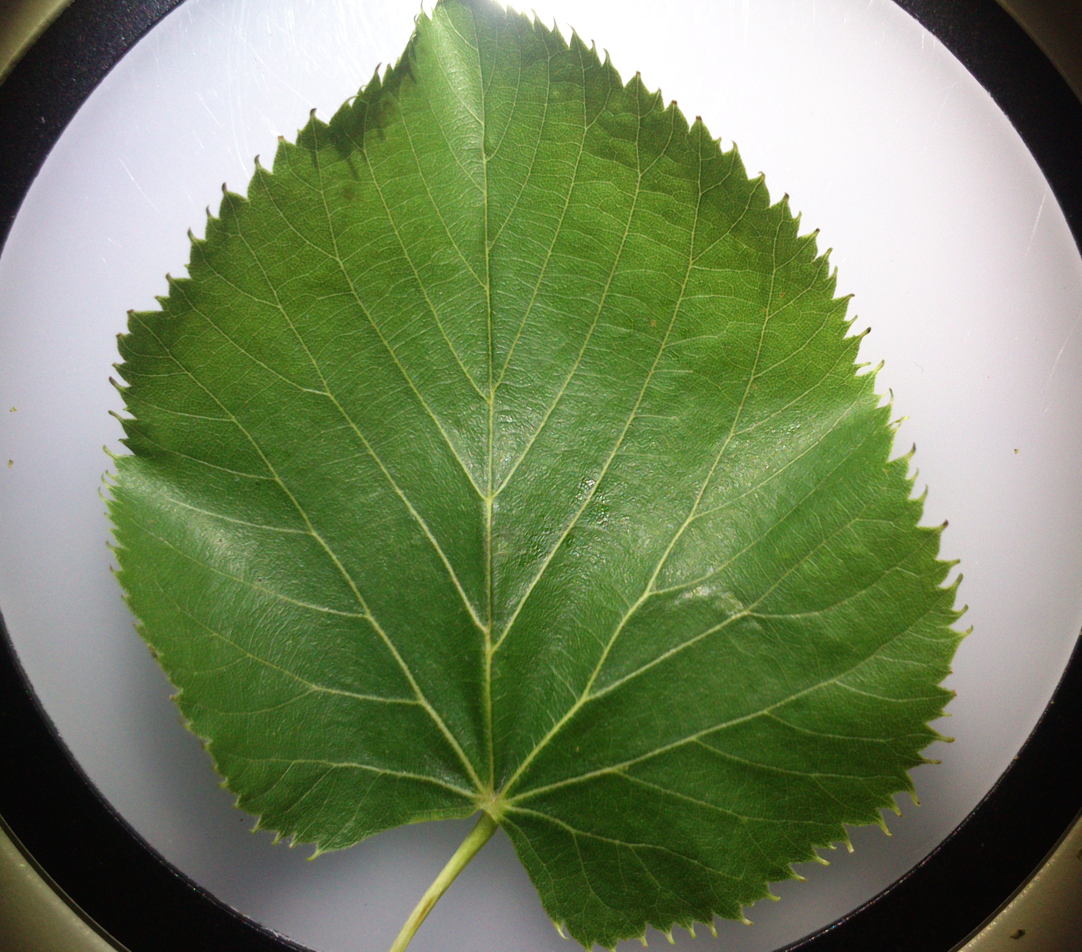 tilia cf. euchlora fischamend_0037.jpg