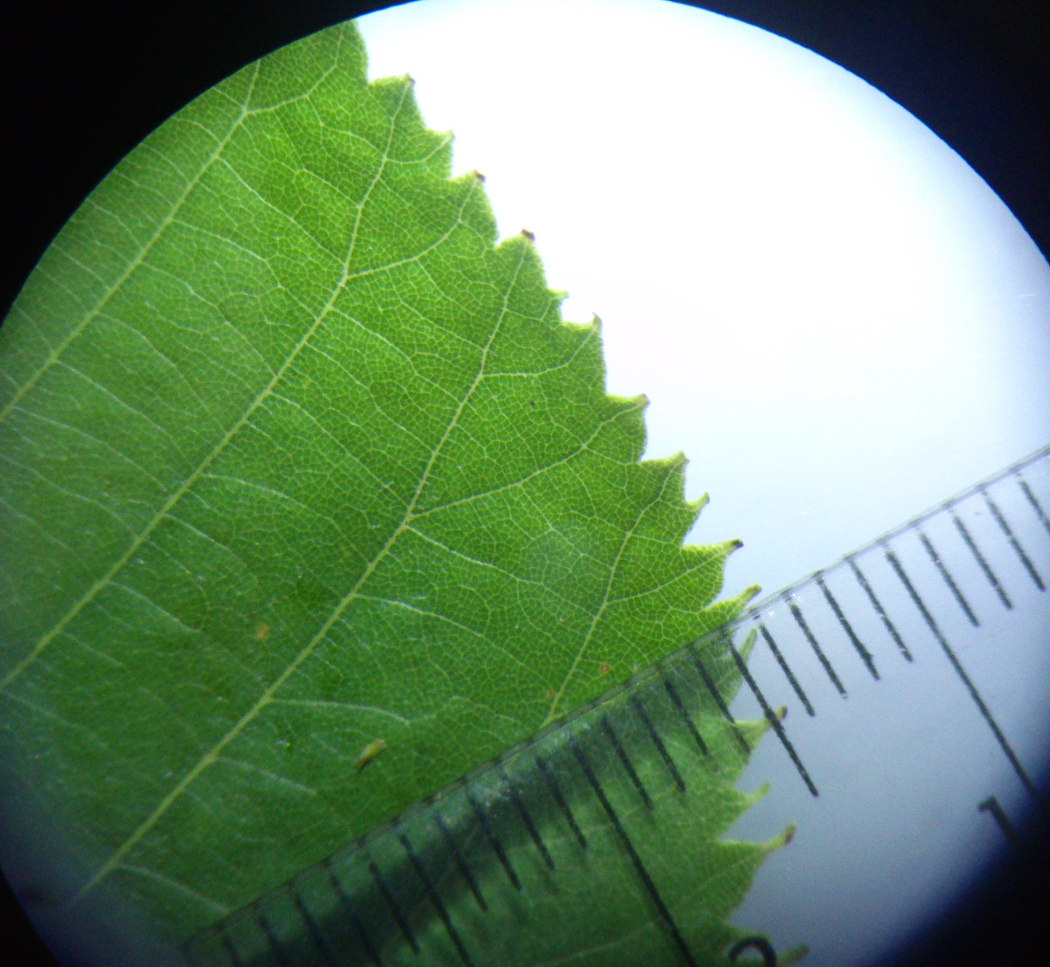 tilia cf. euchlora fischamend_0039.jpg