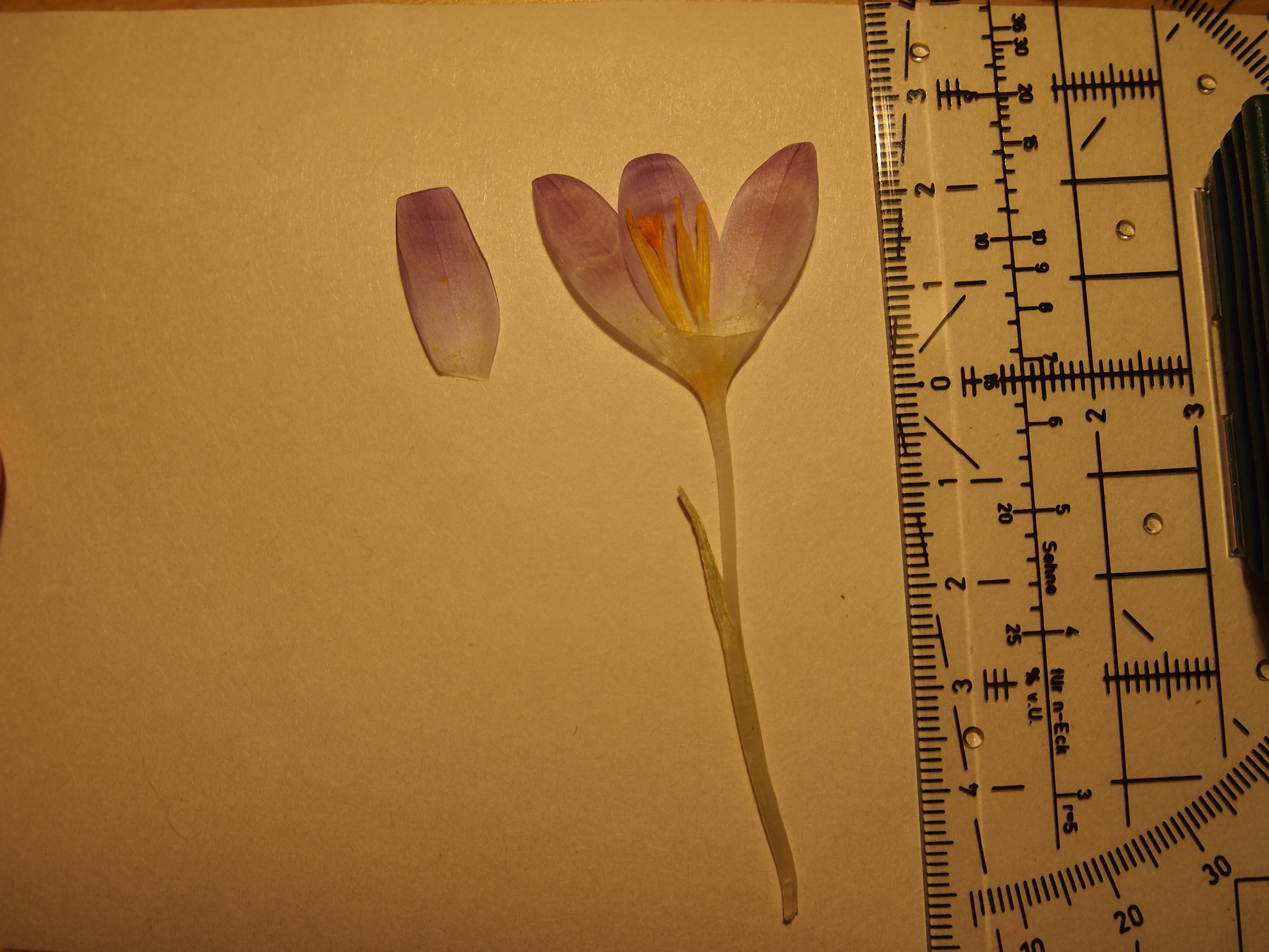 crocus cf. tommasinianus mukenthal 119098.JPG