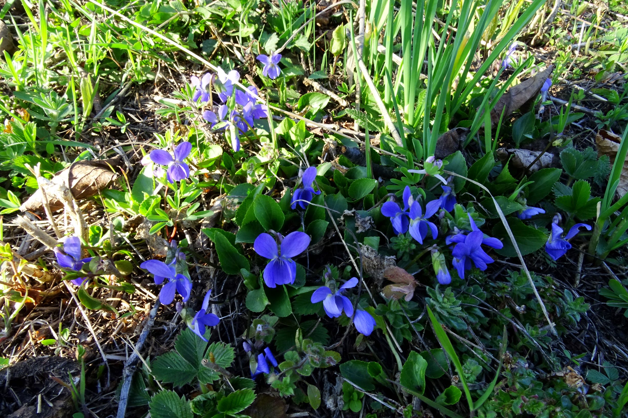 DSC04022-kopie weiga.JPG