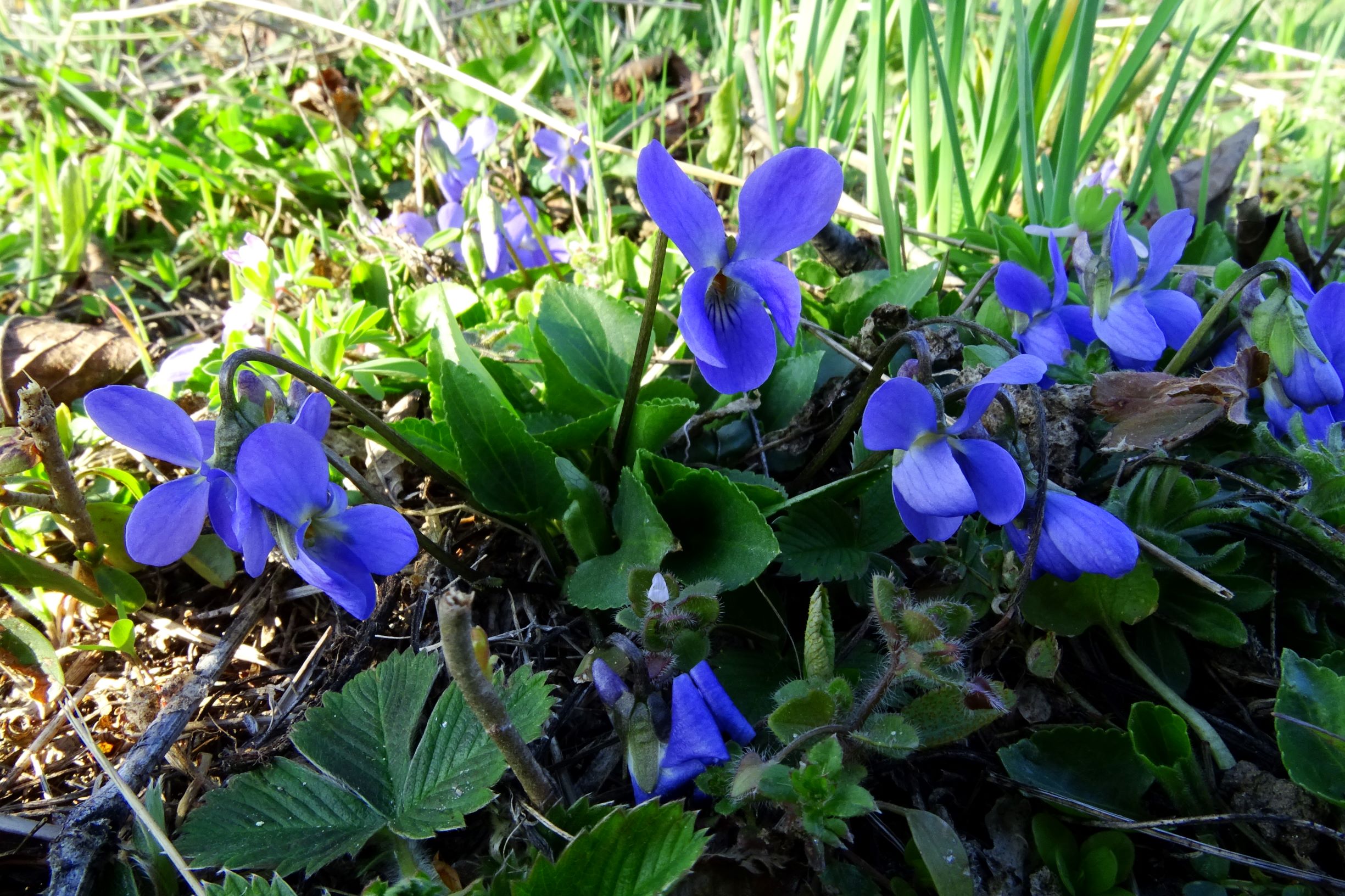 DSC04025-kopie weiga.JPG