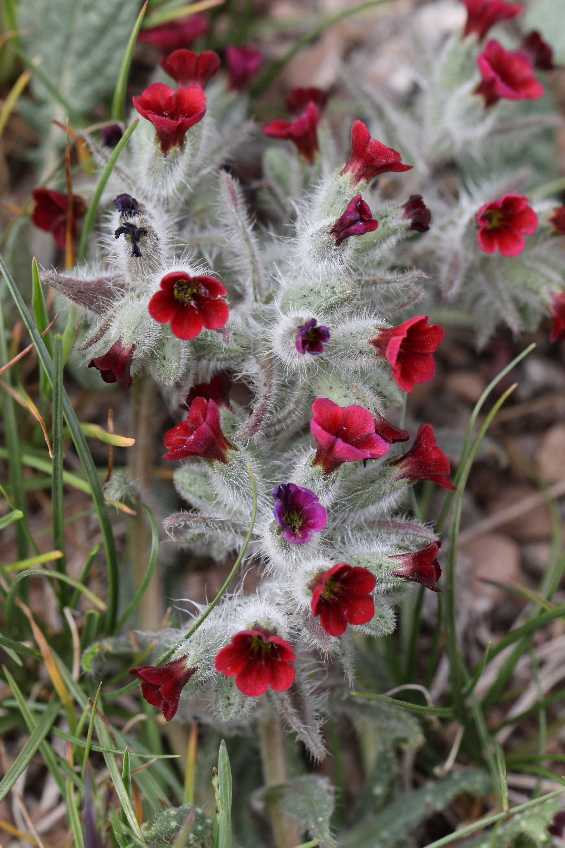 Nonea.persica.Iran-Elburs.Sarein 29.5.2019.JPG