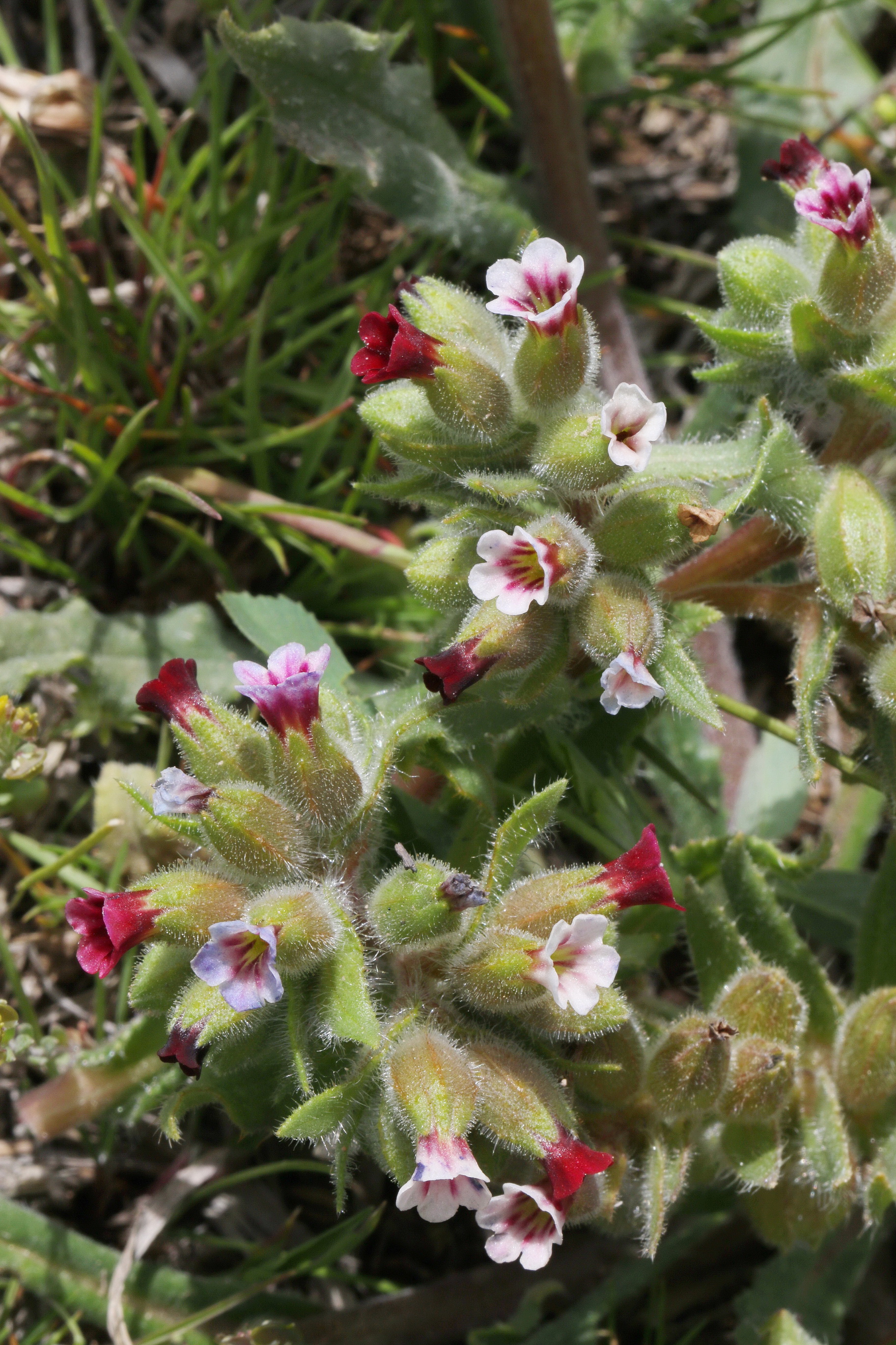 Nonea.stenosolen.Iran-Takat-Soleyman.23.Stand. 6.5.18.JPG