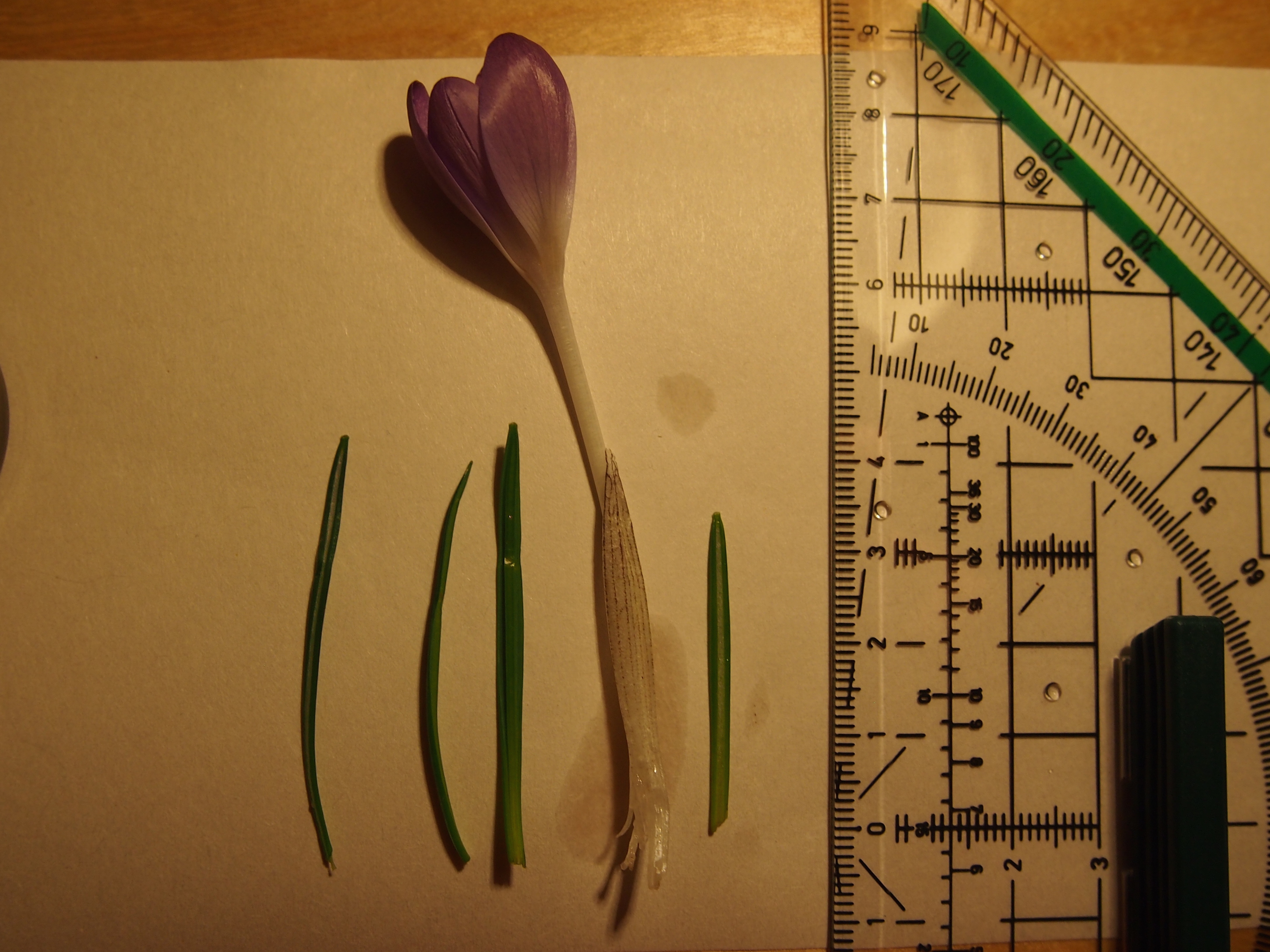 crocus cf. tommasinianus parkrasen hanusch-kh800.JPG