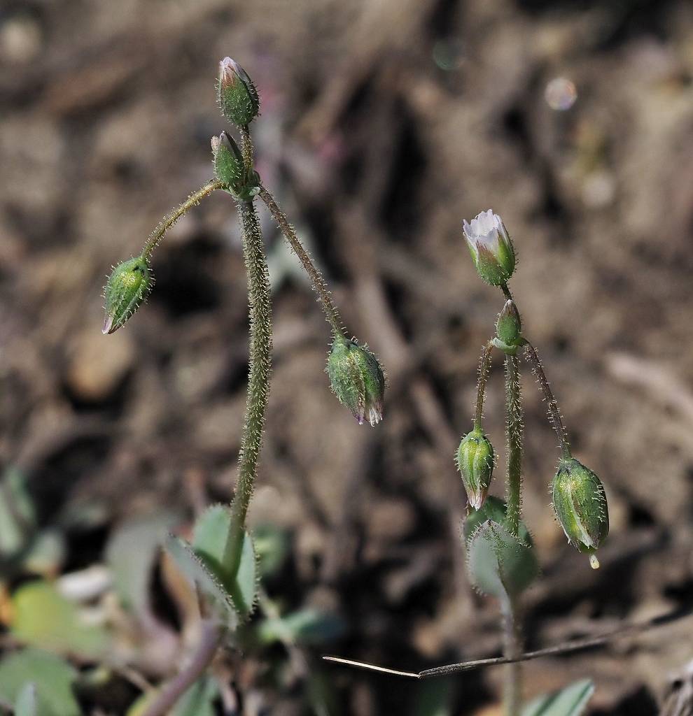 k-Doldenspurre II.JPG