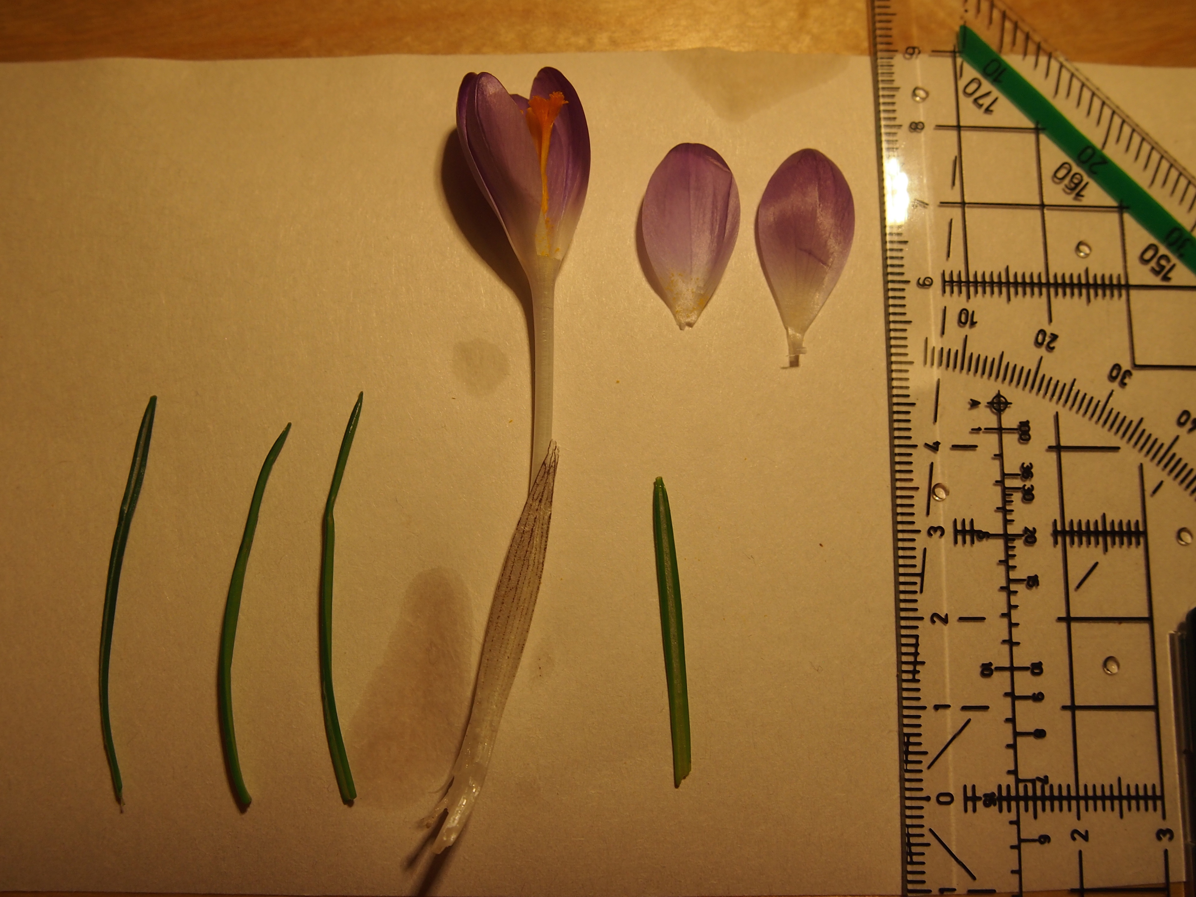 crocus cf. tommasinianus parkrasen hanusch-kh801.JPG