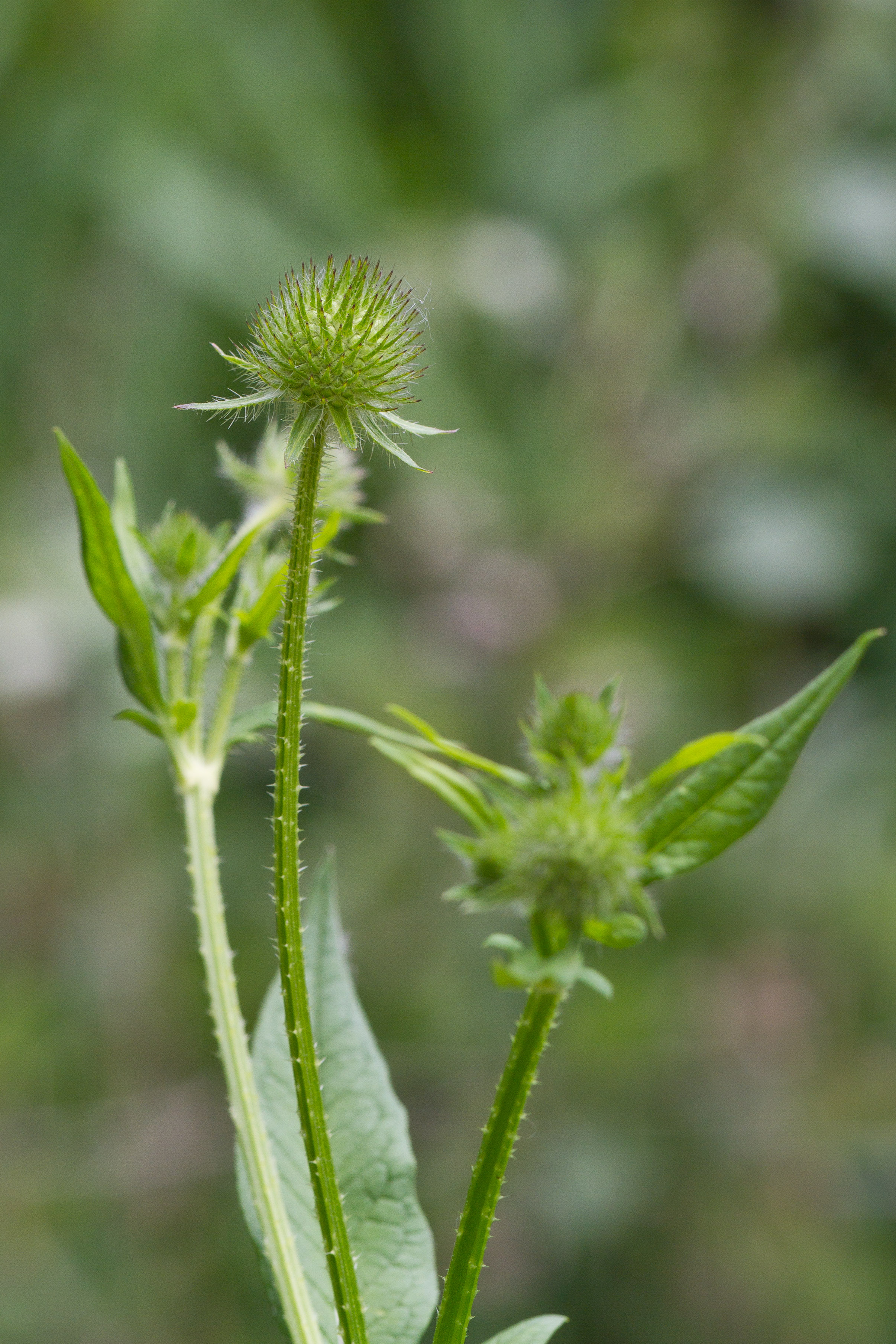 Dipsacaceae_Dipsacus pilosus cf 3-2.jpg