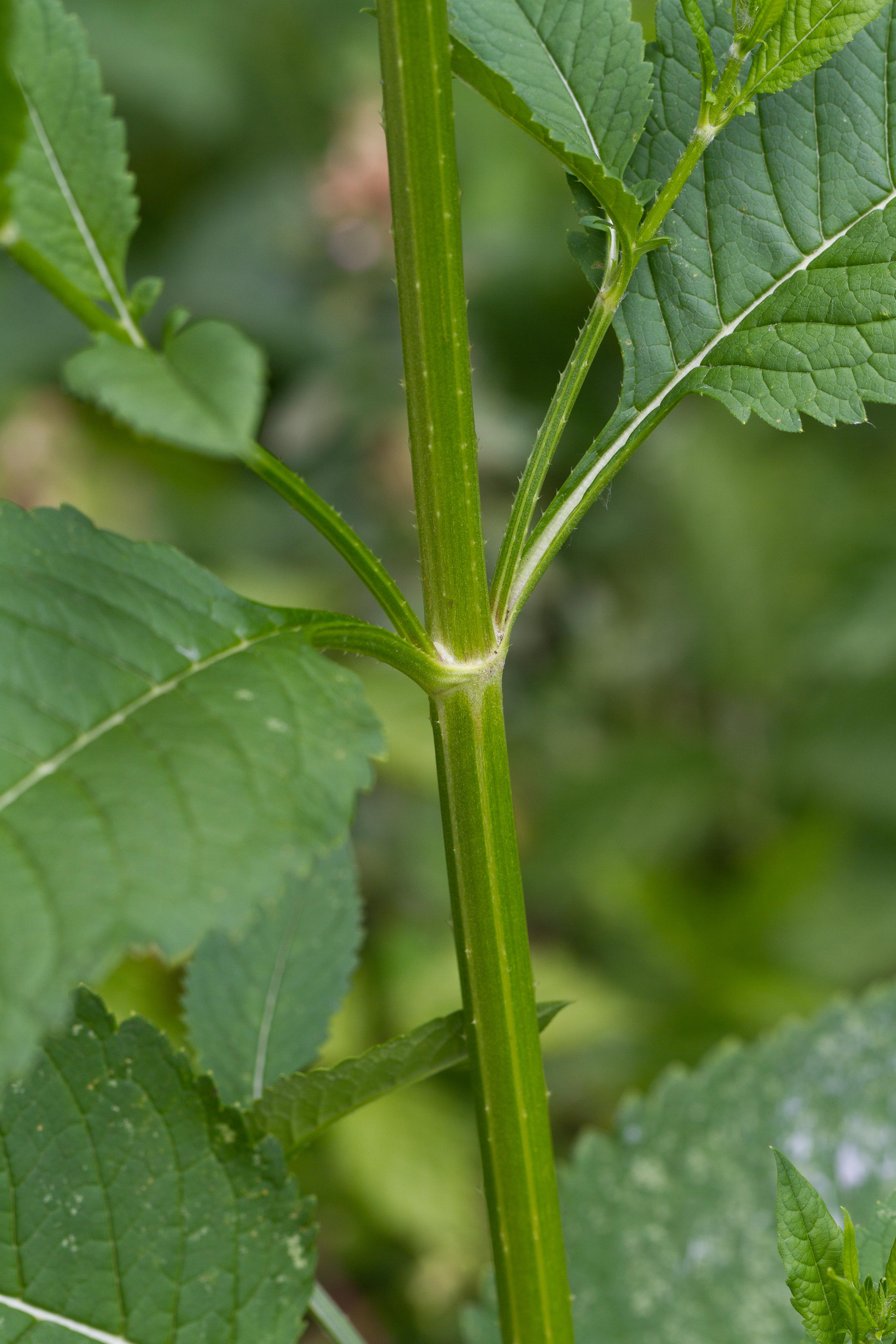 Dipsacaceae_Dipsacus pilosus cf Achse 1-2.jpg