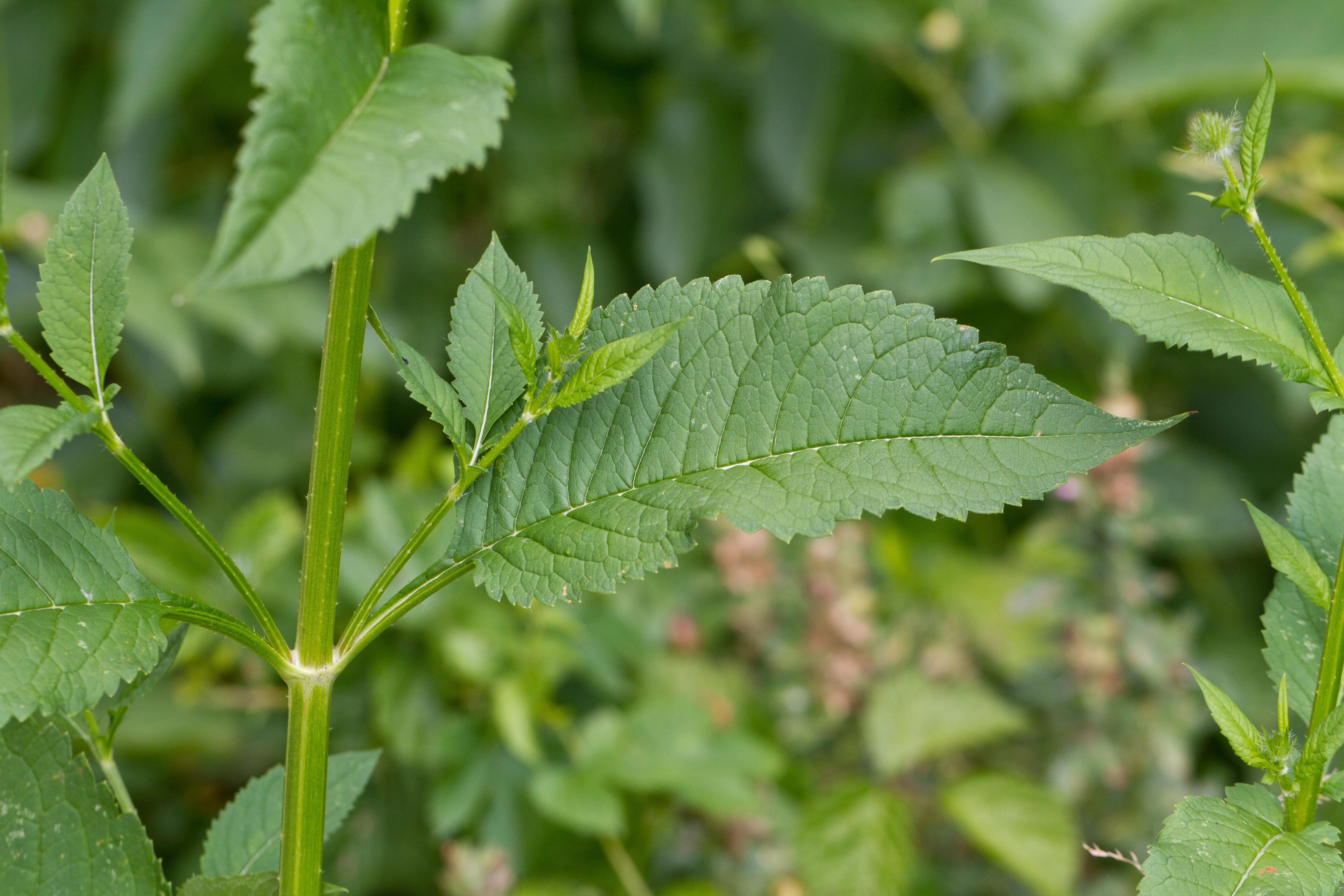 Dipsacaceae_Dipsacus pilosus cf Blatt 1-2.jpg