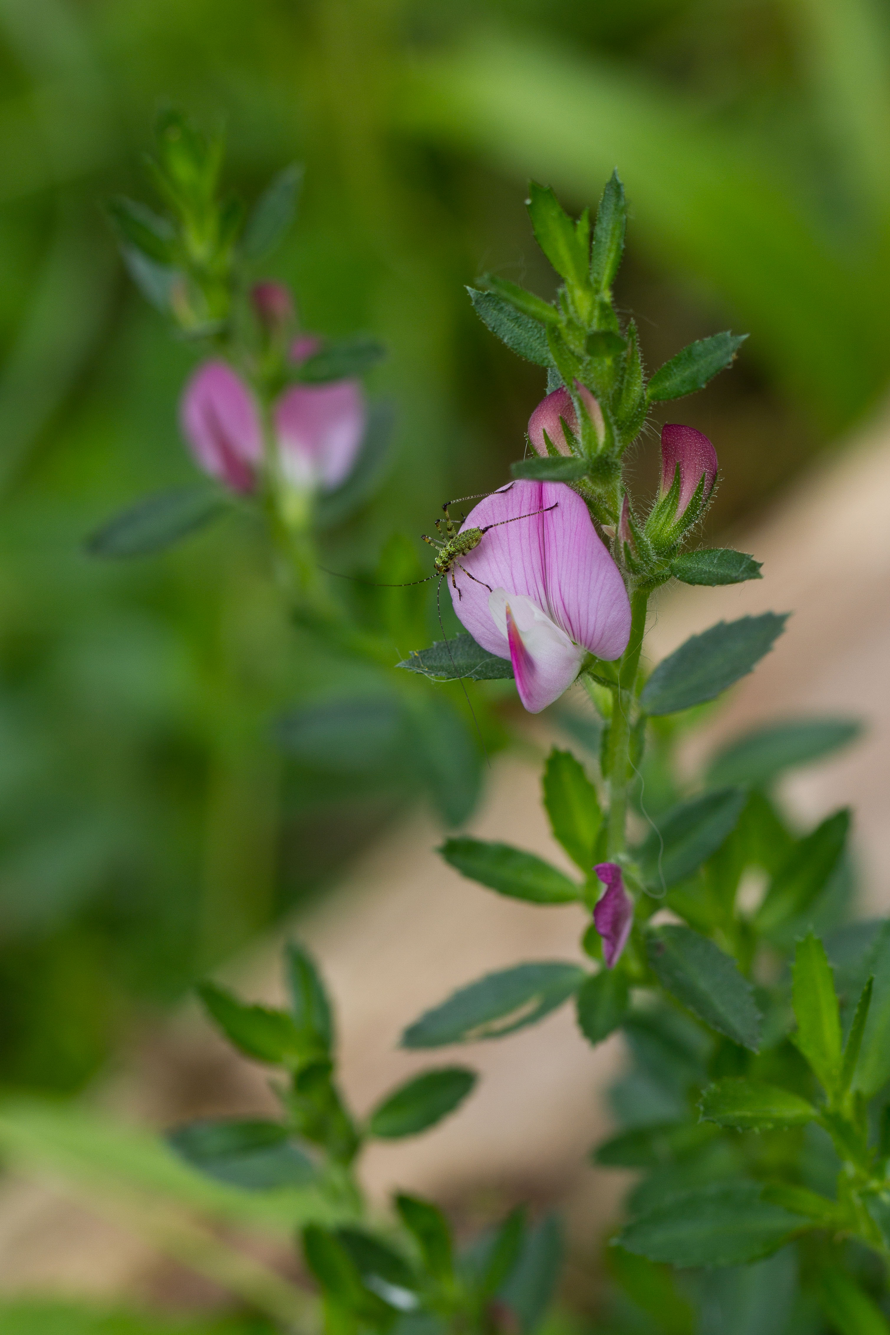 Fabaceae_Ononis arvensis cf 1-2.jpg