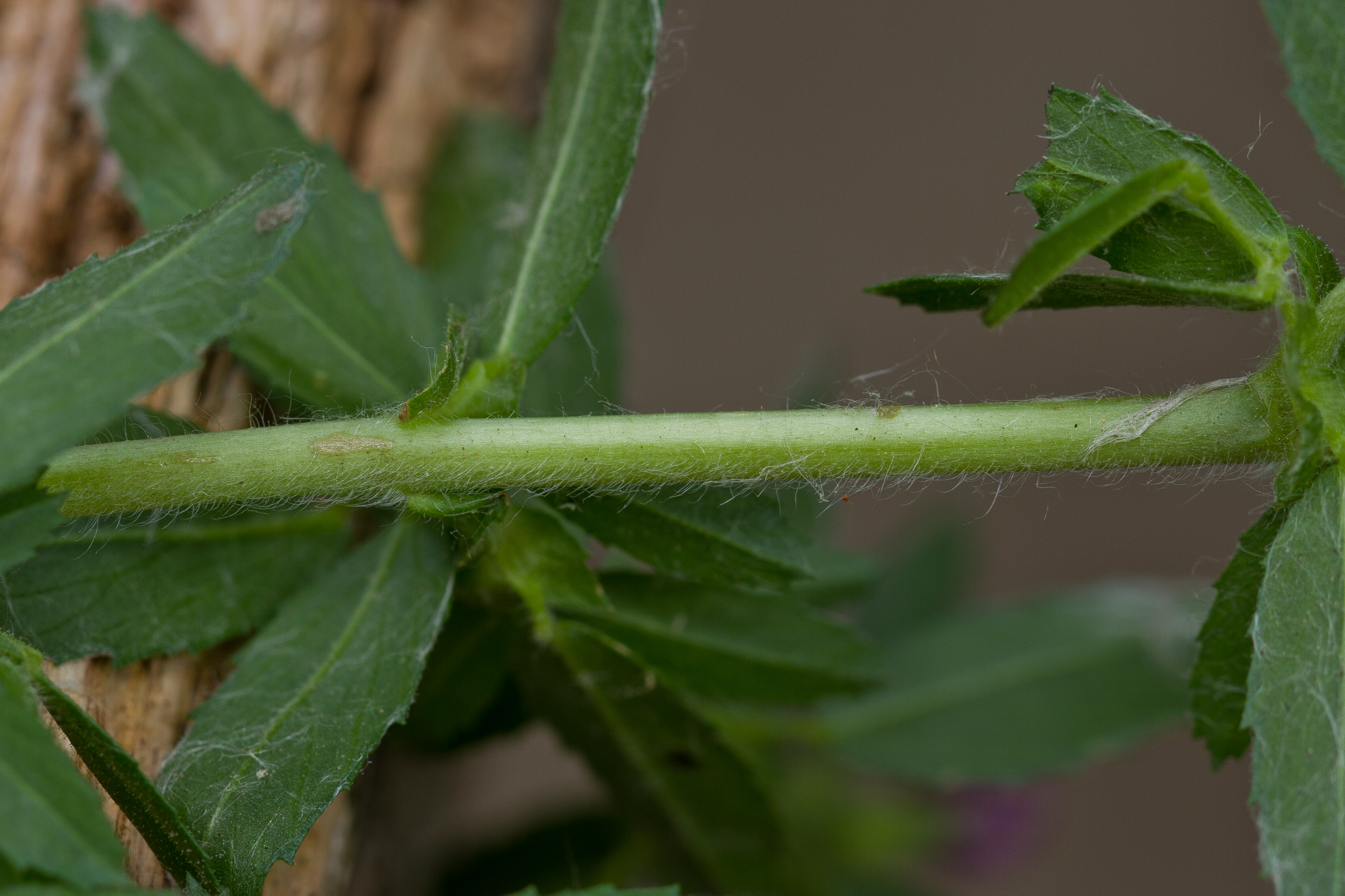 Fabaceae_Ononis arvensis cf Behaarung 1-2.jpg