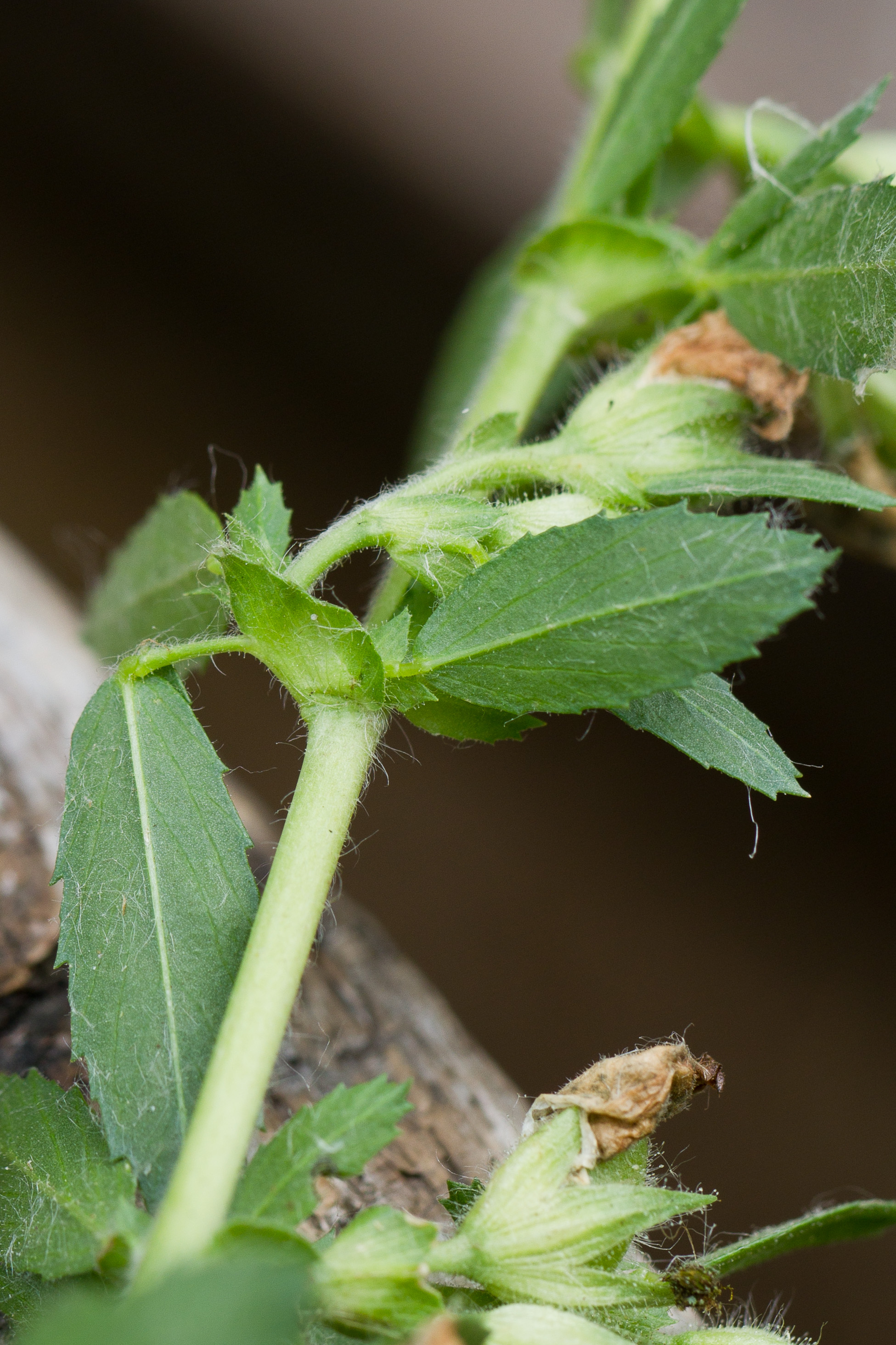 Fabaceae_Ononis arvensis cf Nebenblatt gen 1-2.jpg