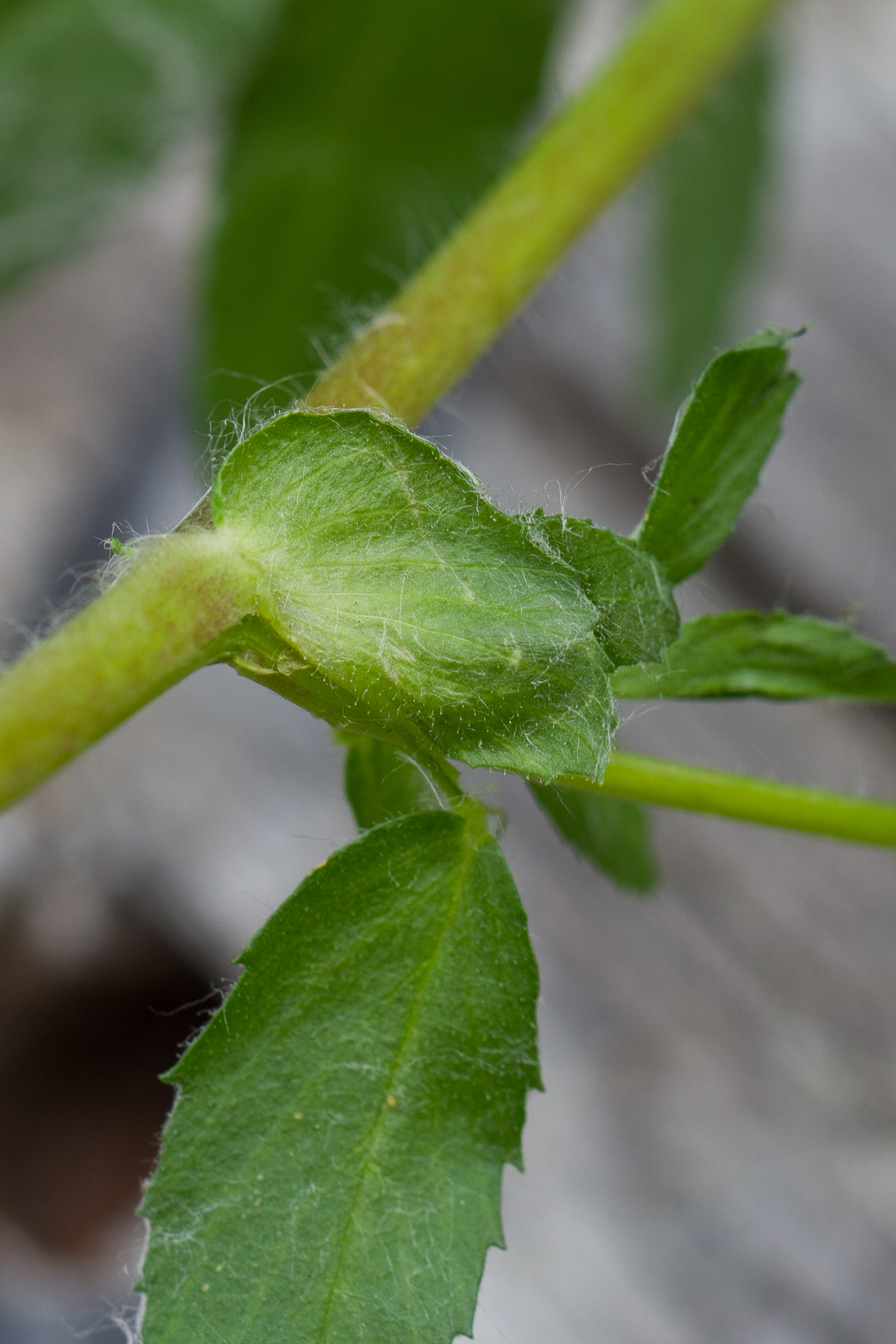 Fabaceae_Ononis arvensis cf Nebenblatt veg 1-2.jpg