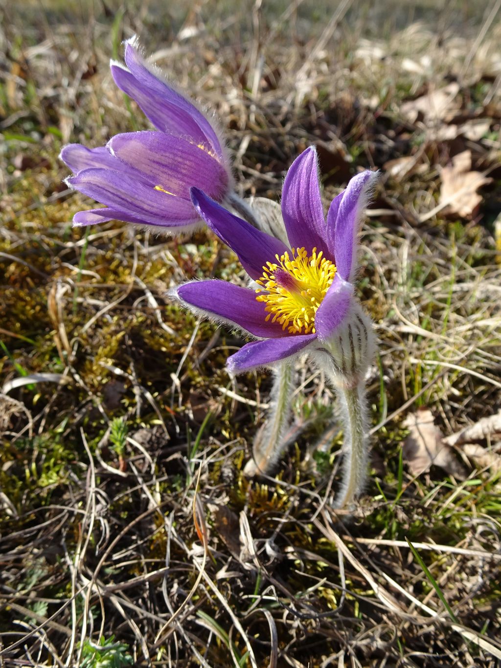 P vulgaris Wirt am Berg.jpg