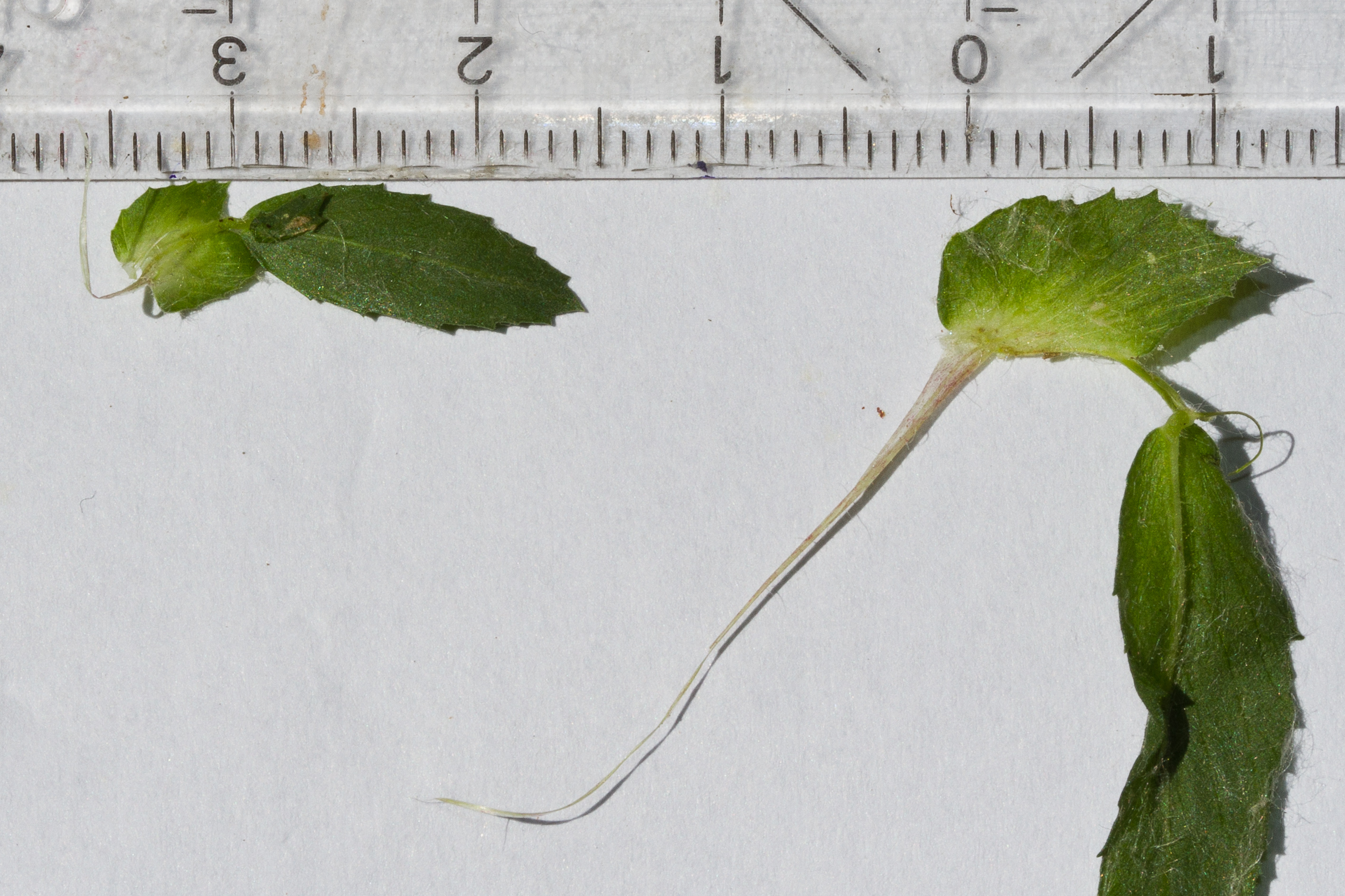 Fabaceae_Ononis arvensis cf Nebenblätter-2.jpg