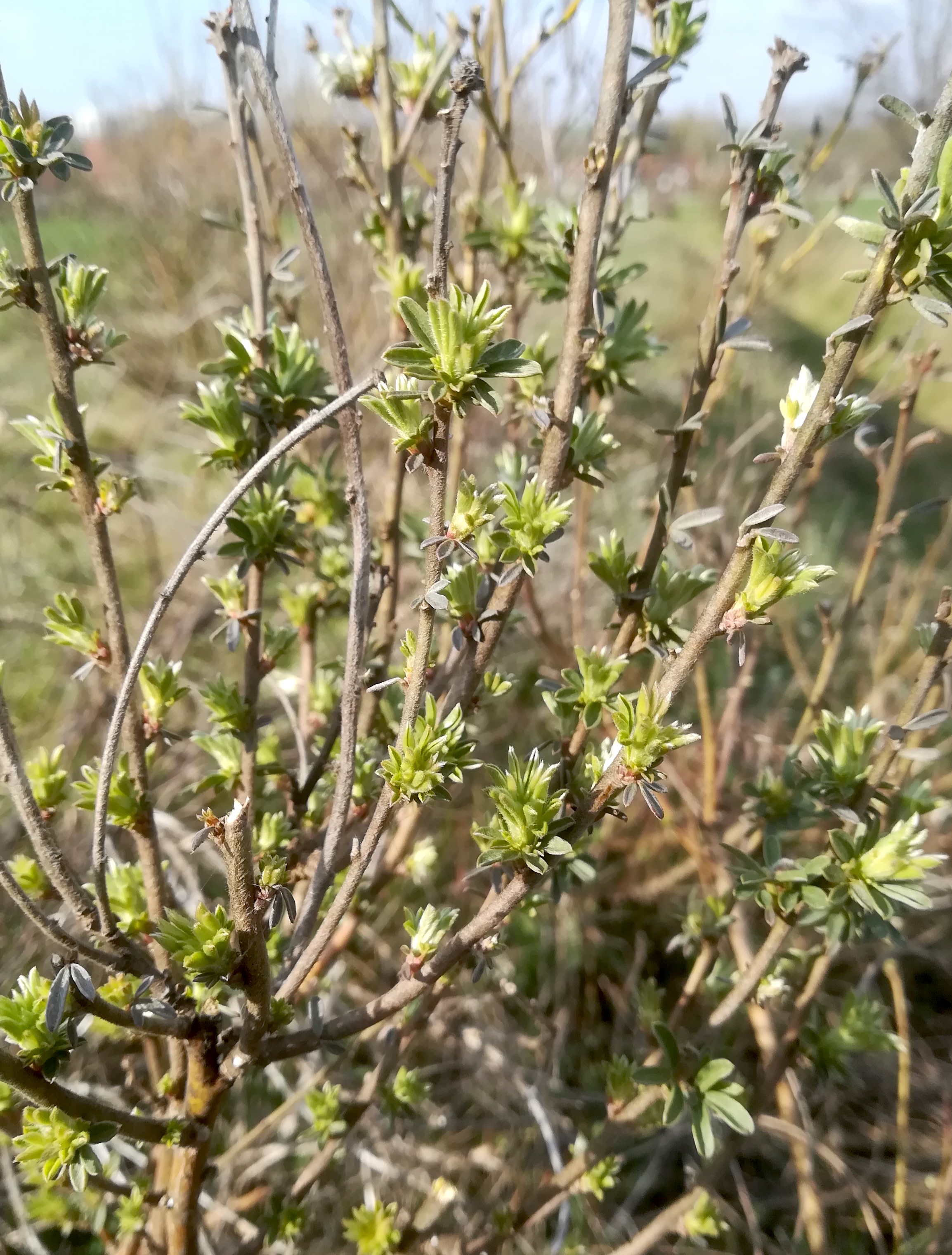 chamaecytisus austriacus hohlweg johannesberg unterlaa_20200329_162117.jpg