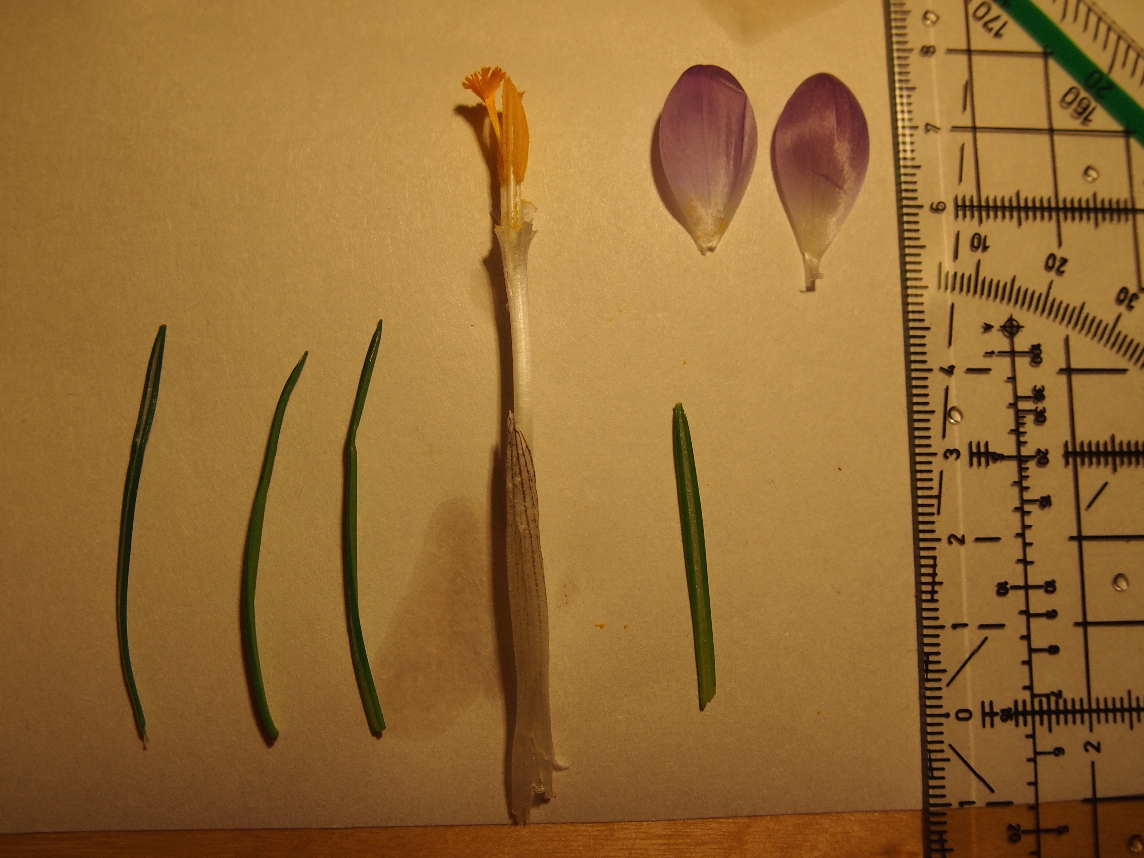 crocus cf. tommasinianus parkrasen hanusch-kh803.JPG