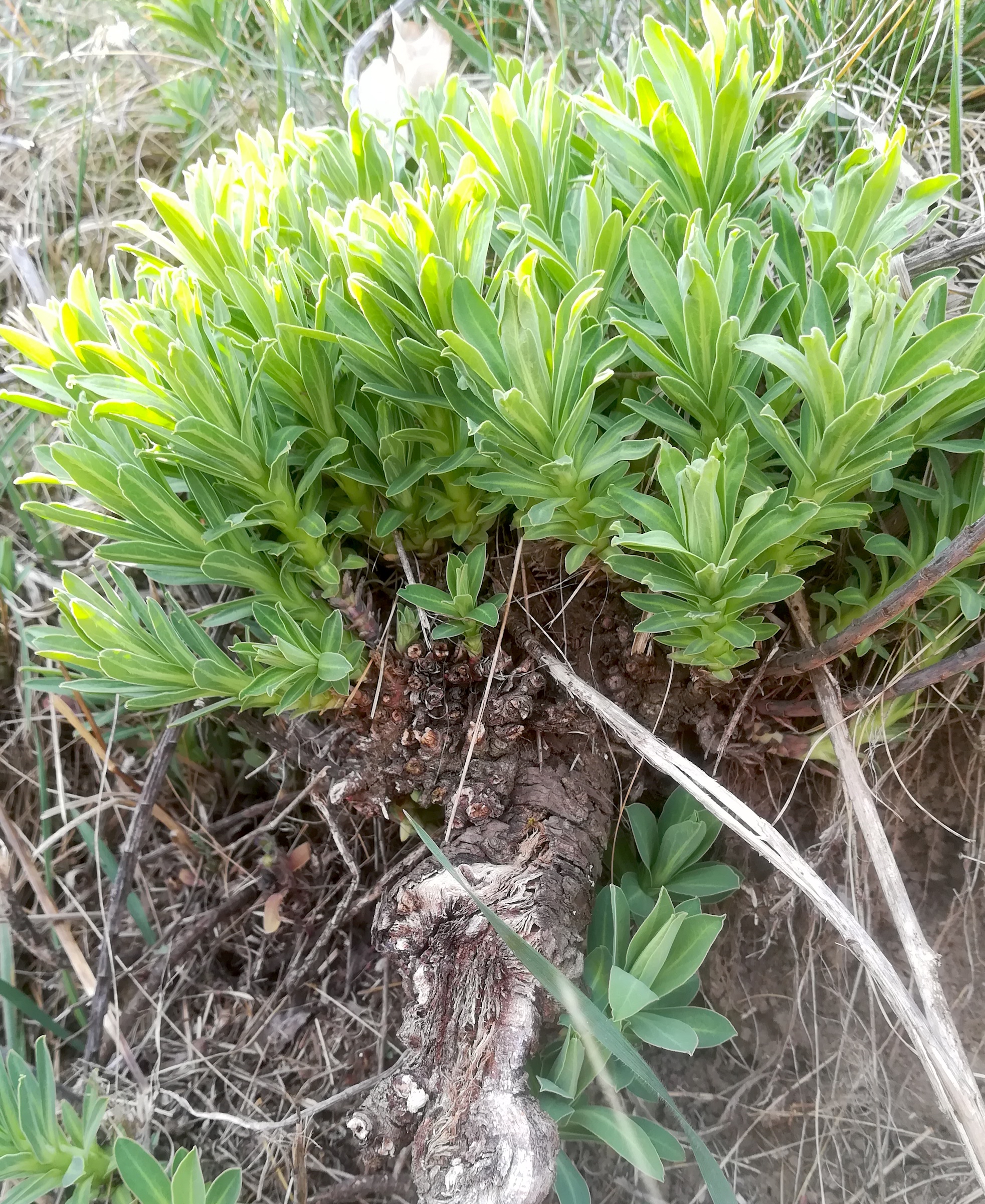 euphorbia glareosa johannesberg unterlaa_20200329_160630.jpg