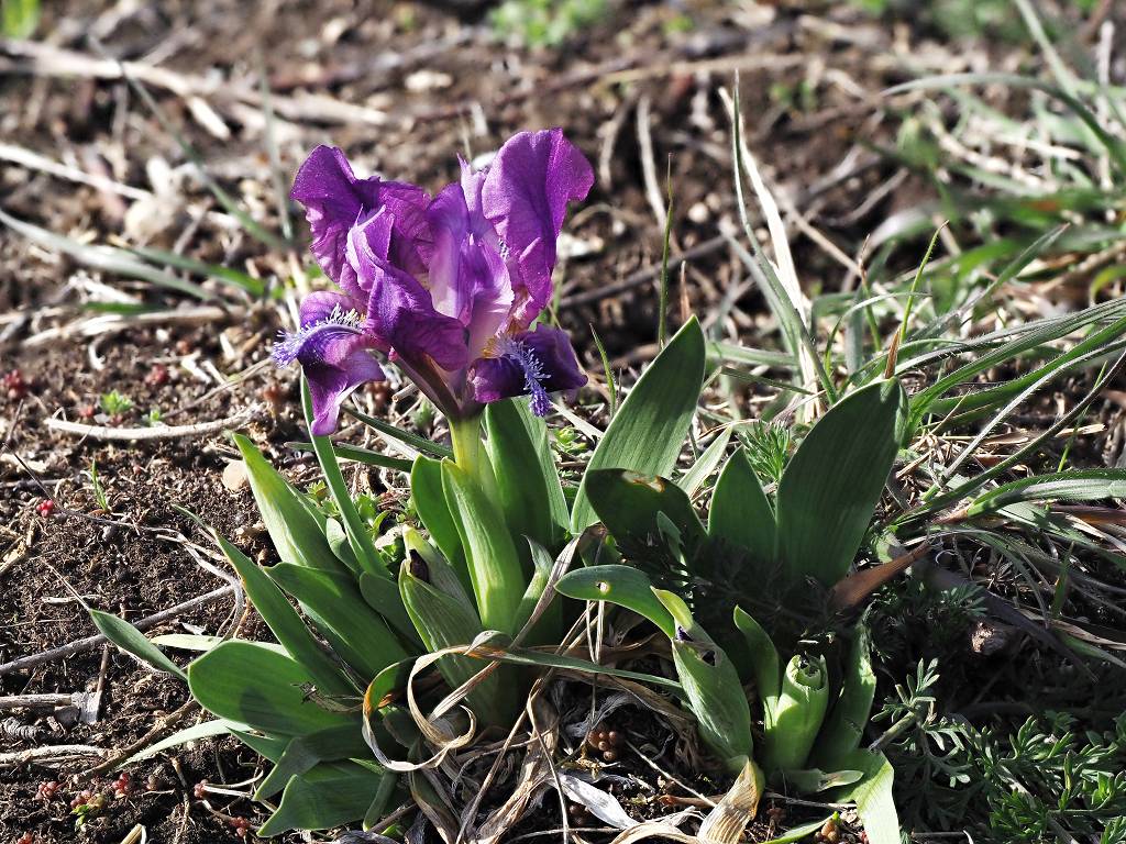 12 k-Iris III.JPG