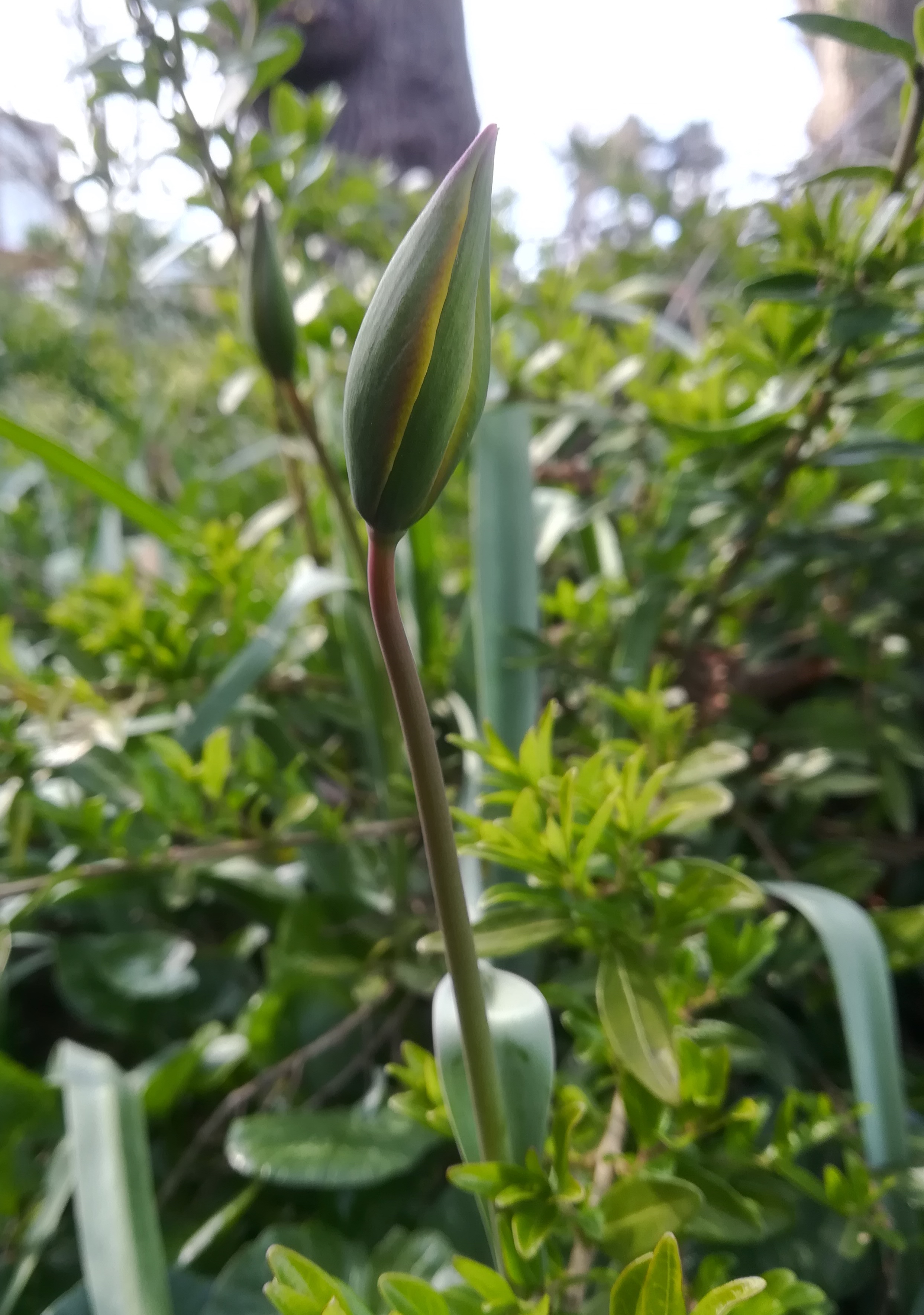 tulipa sylvestris schweizergarten_20200330_153725.jpg
