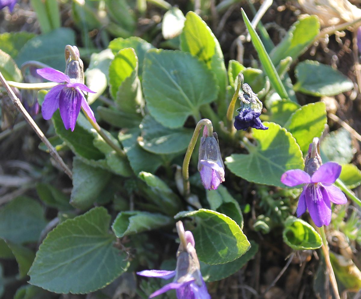 Viola ambigua Wienersdorf_20200401_06.jpg