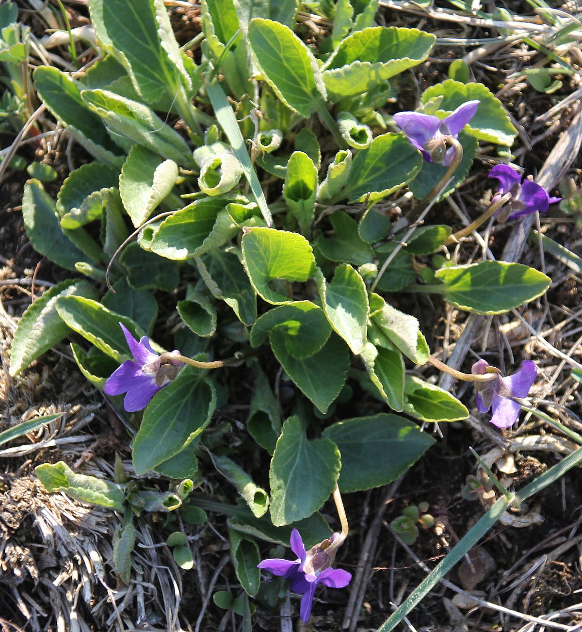 Viola ambigua Wienersdorf_20200401_10.jpg