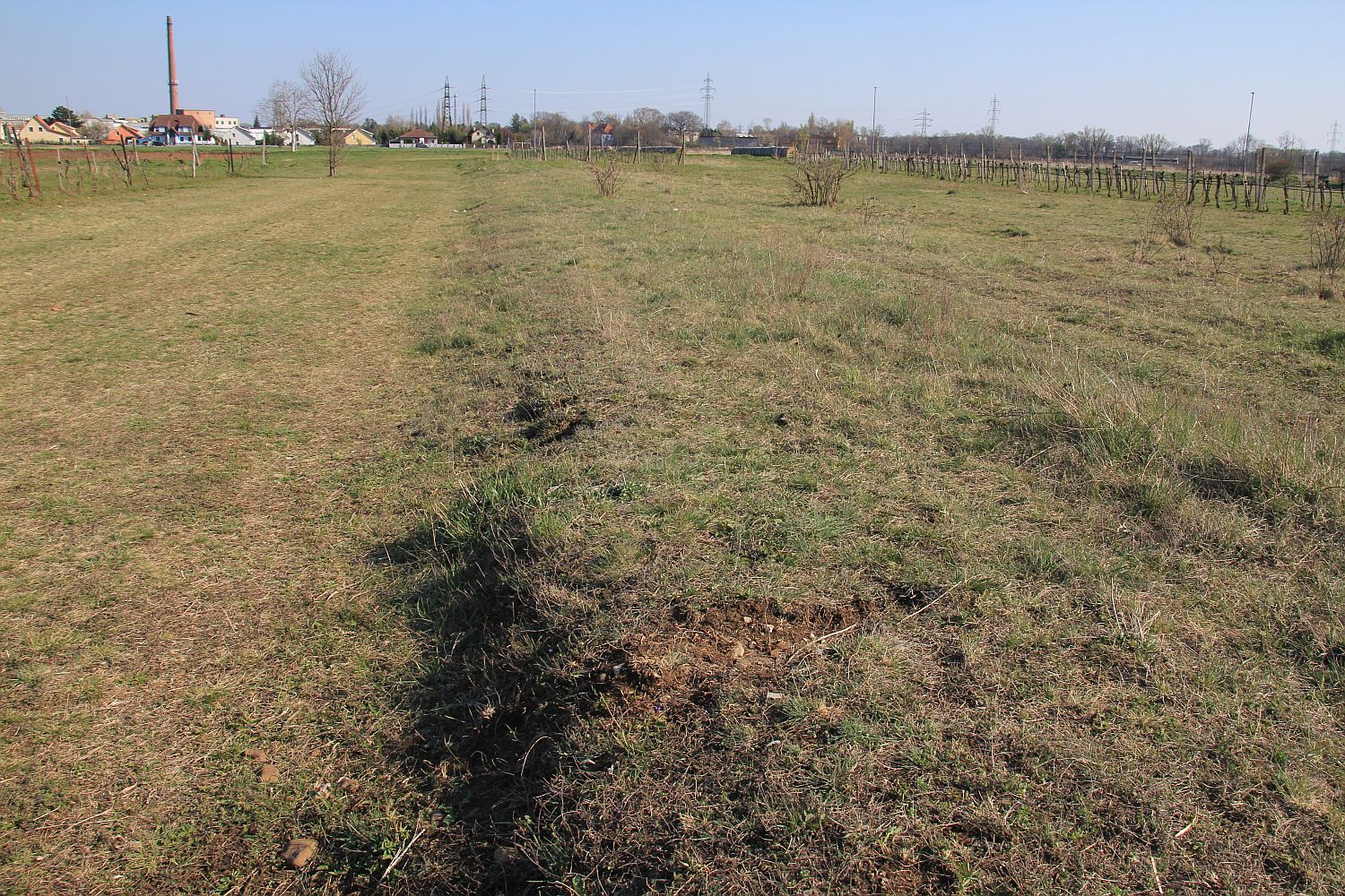 Viola ambigua Wienersdorf_20200401_01.jpg