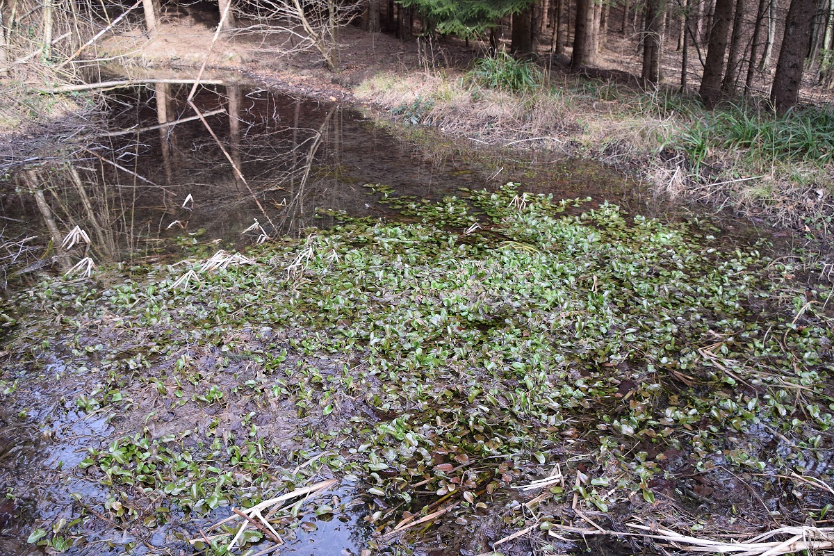 Gföhler-29022020-(19) - Weg A - Tümpelansicht.JPG