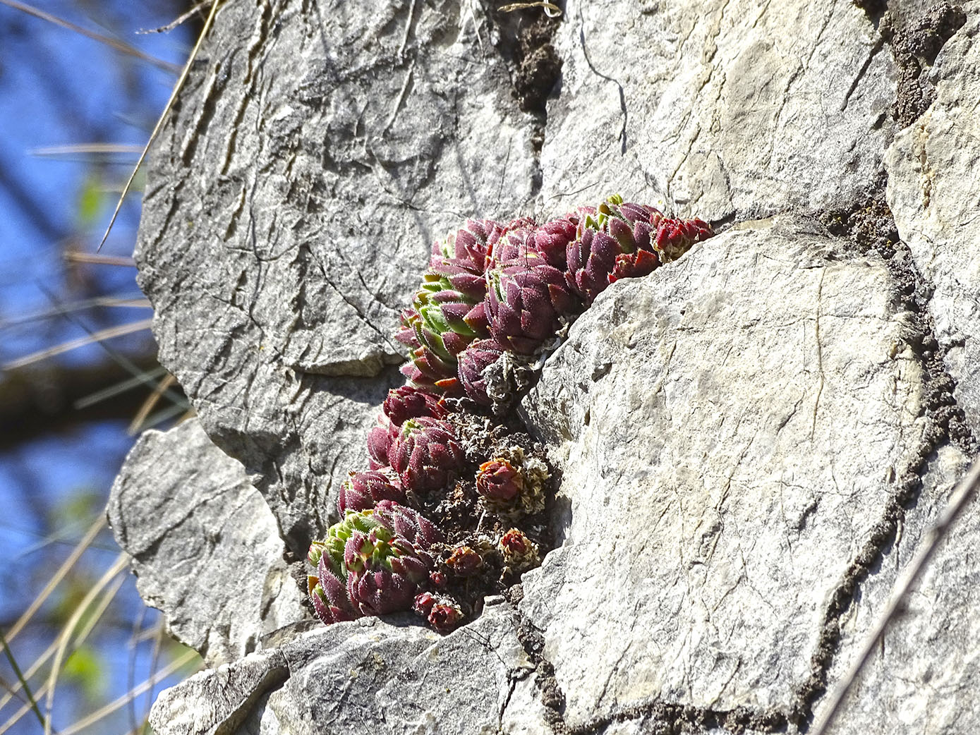 jovibarba hirta_admonterkogel.jpg