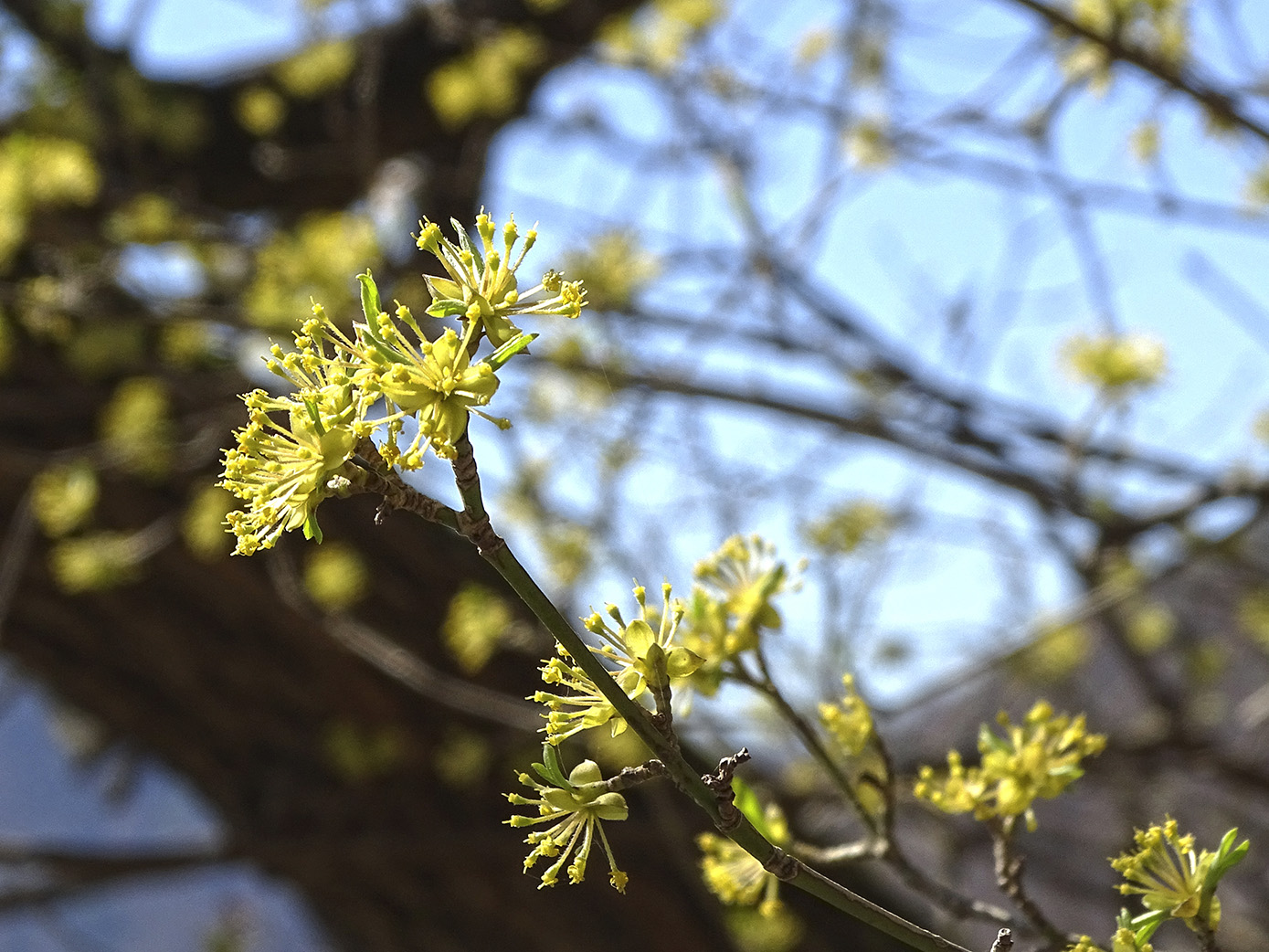 cornus mas_admonterkogel.jpg