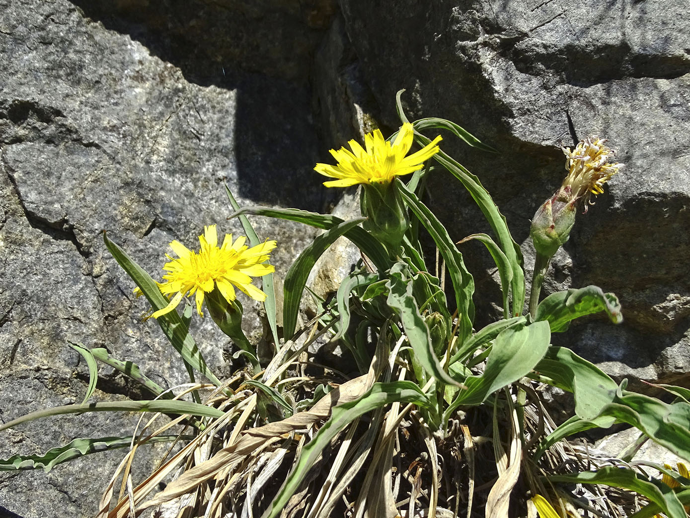 scorzonera austriaca_admonterkogel.jpg