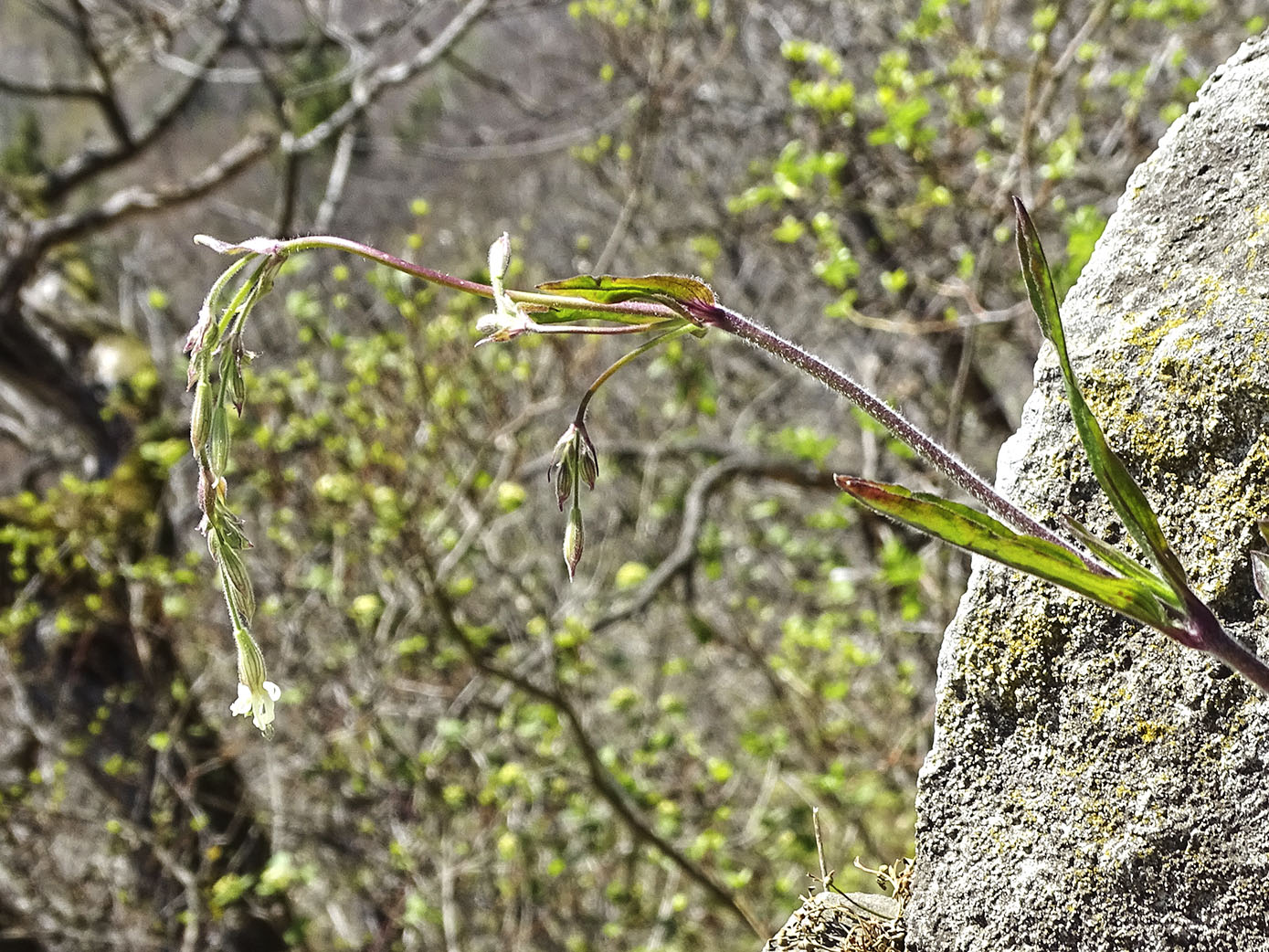 silene nutans_admonterk.jpg